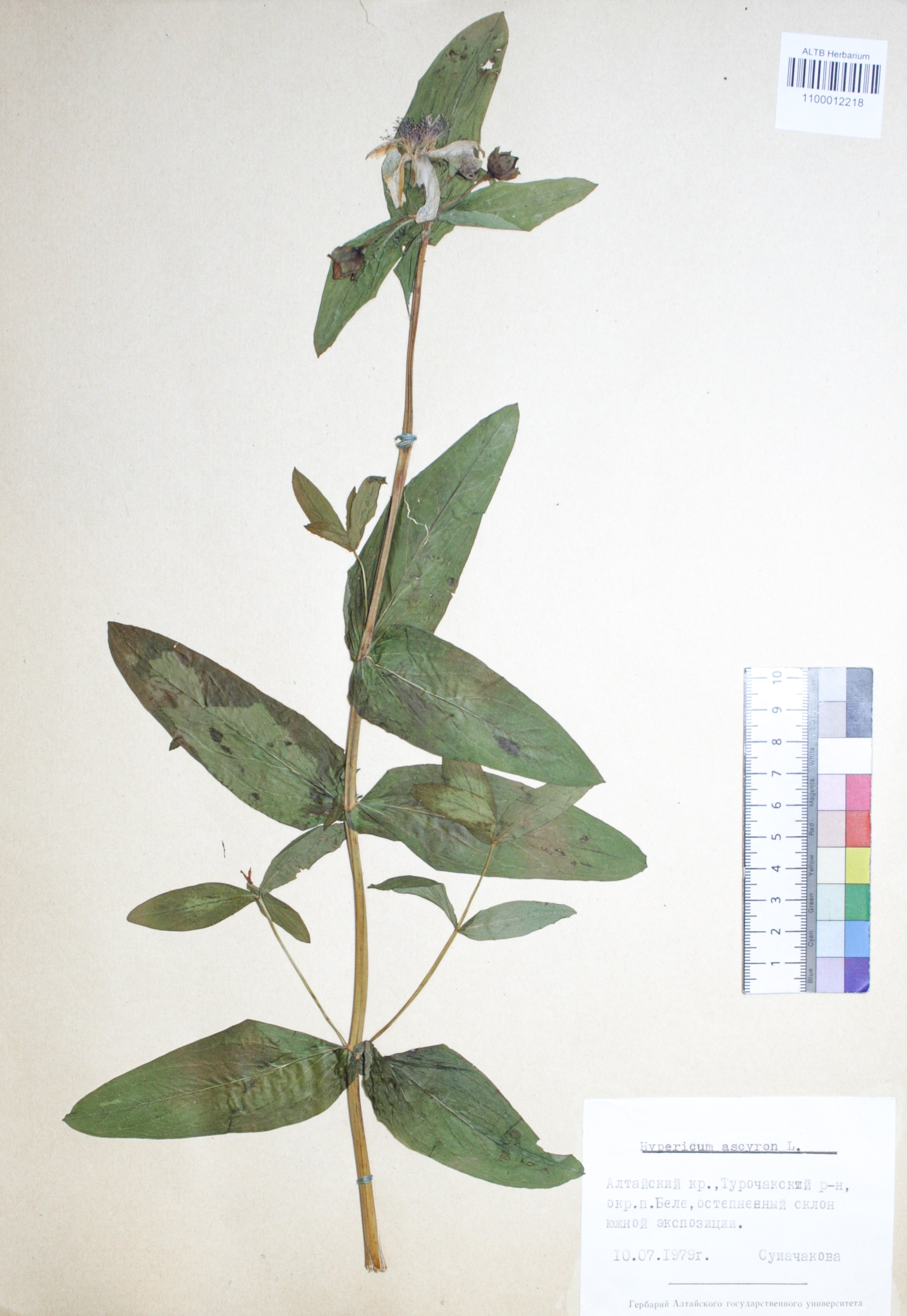 Hypericum ascyron L.