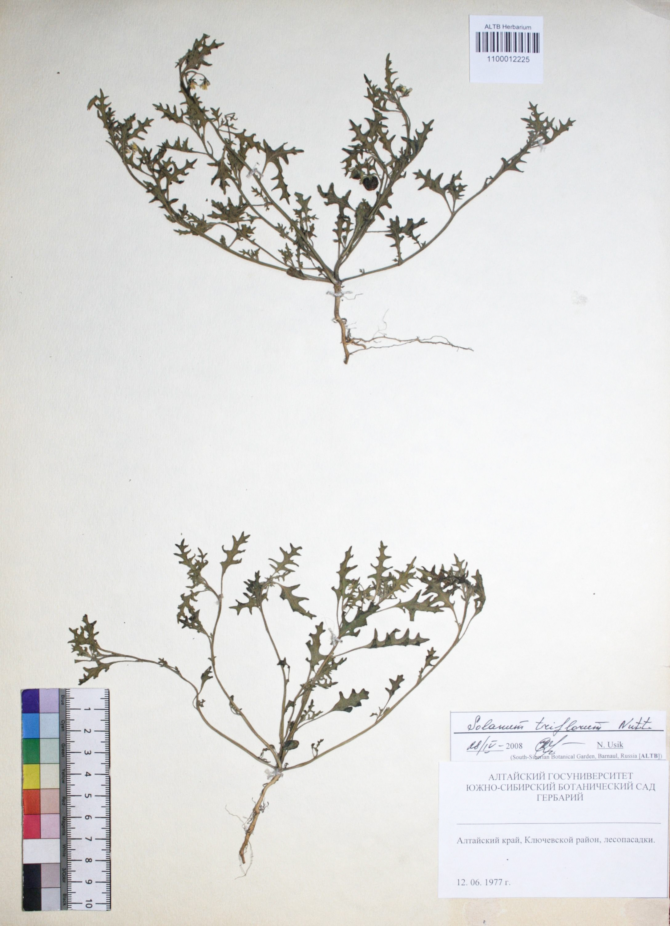 Solanum triflorum Nutt.