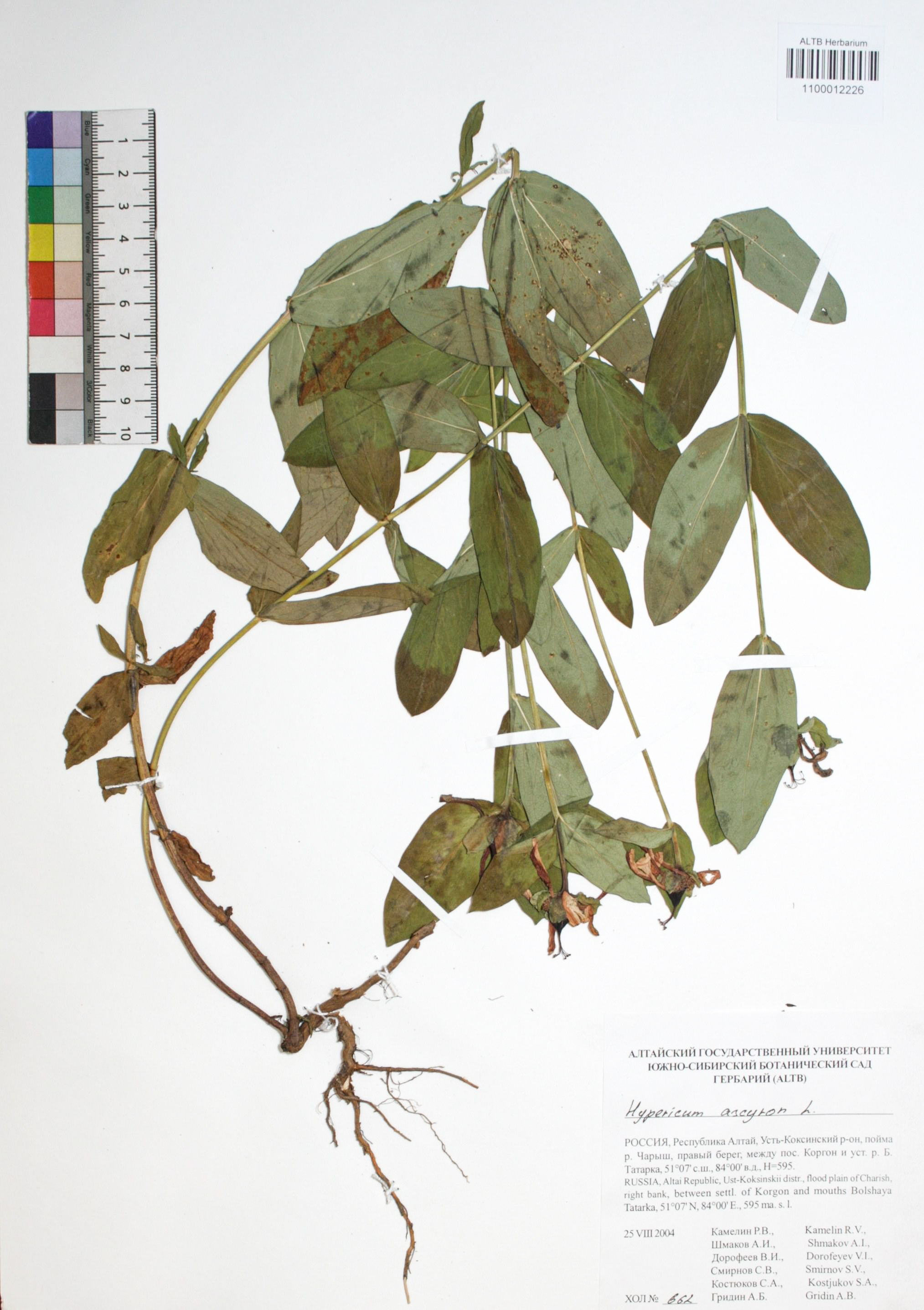 Hypericum ascyron L.