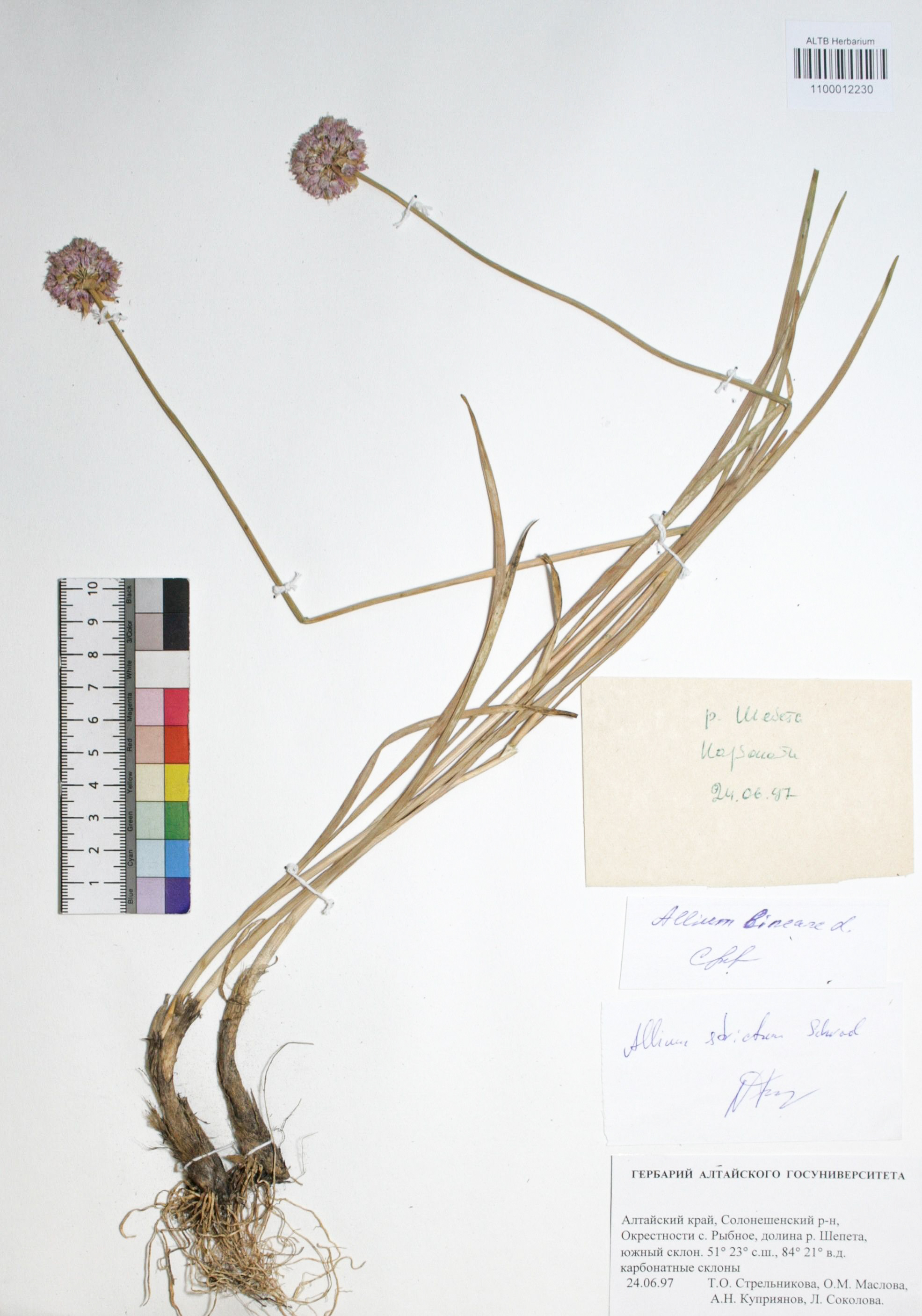 Allium strictum Schrad.