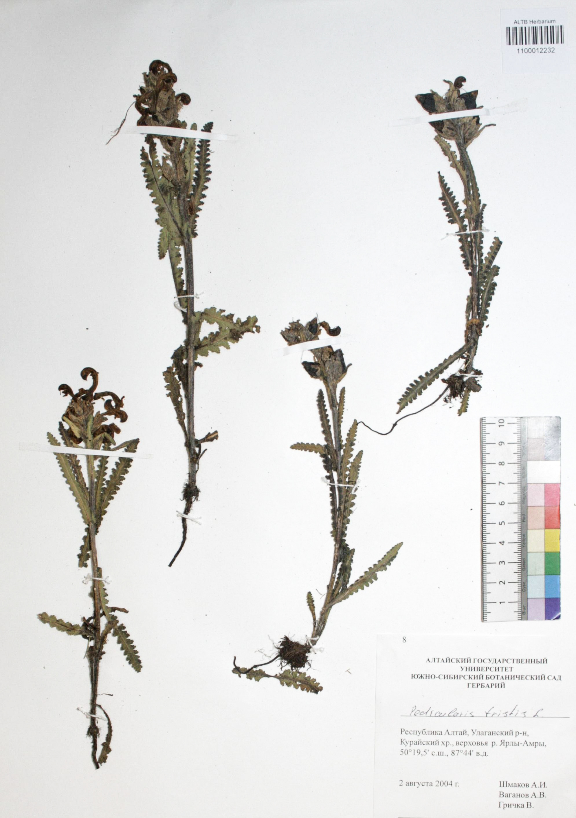 Pedicularis tristis L.