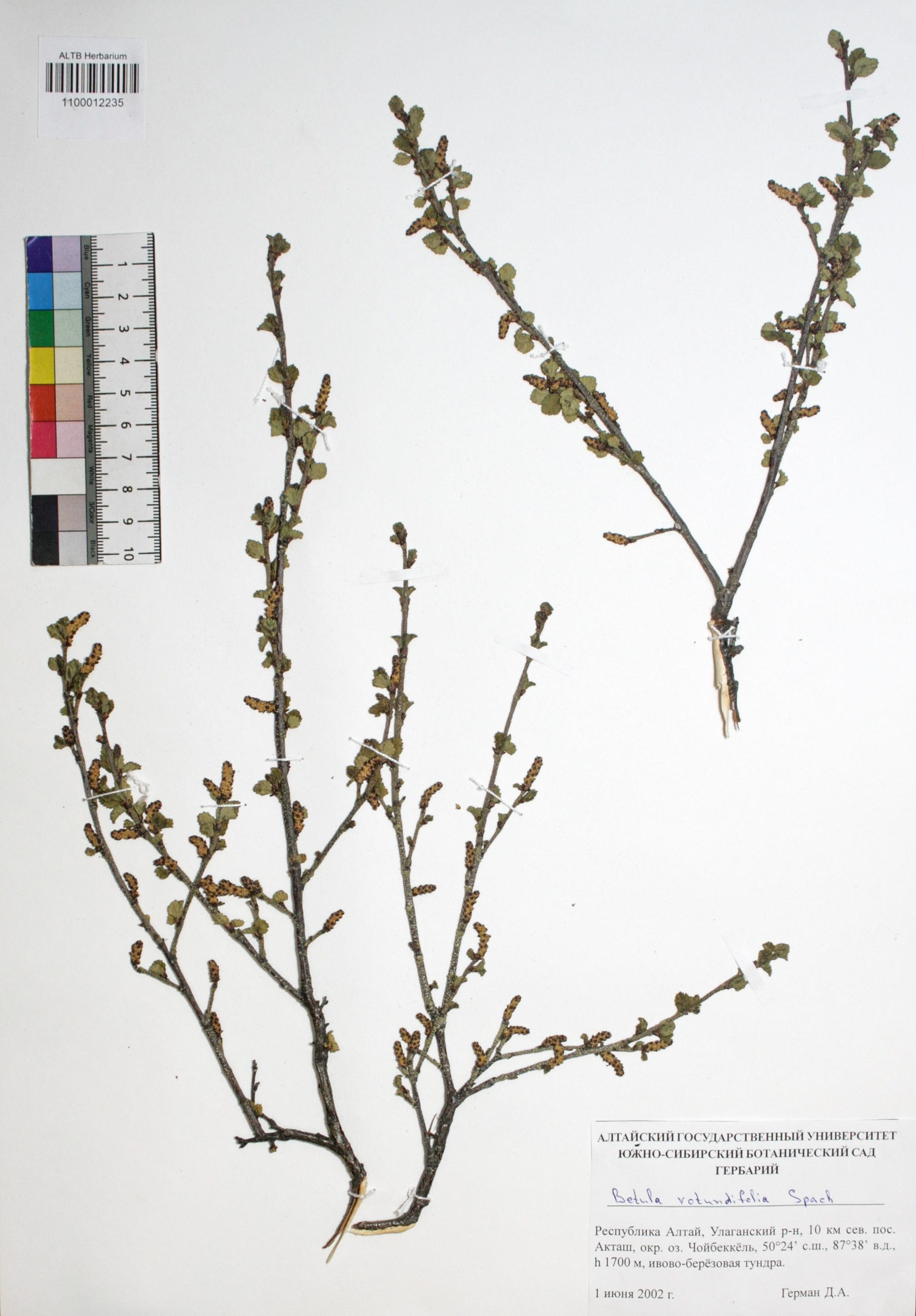 Betula rotundifolia Spach