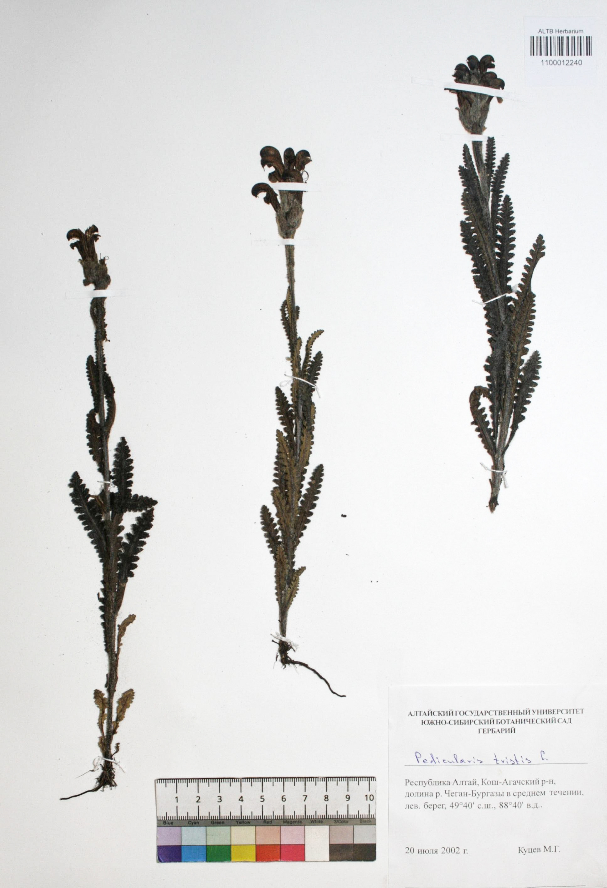 Pedicularis tristis L.