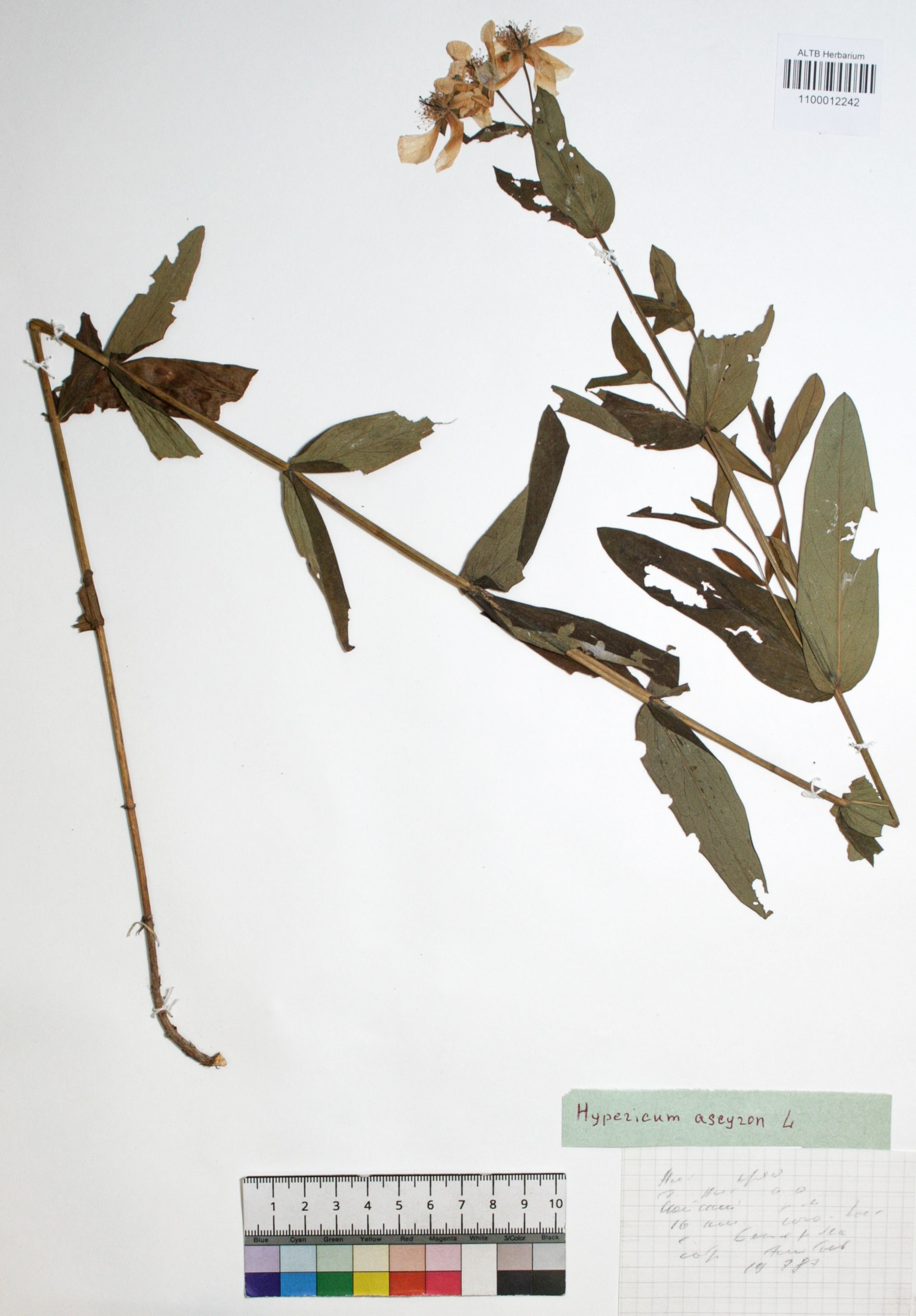 Hypericum ascyron L.