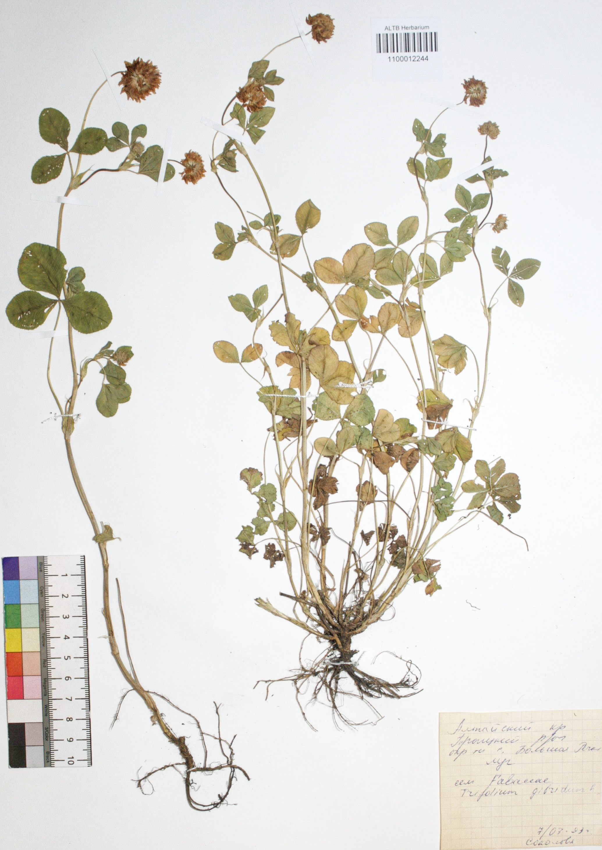 Trifolium hybridum L.