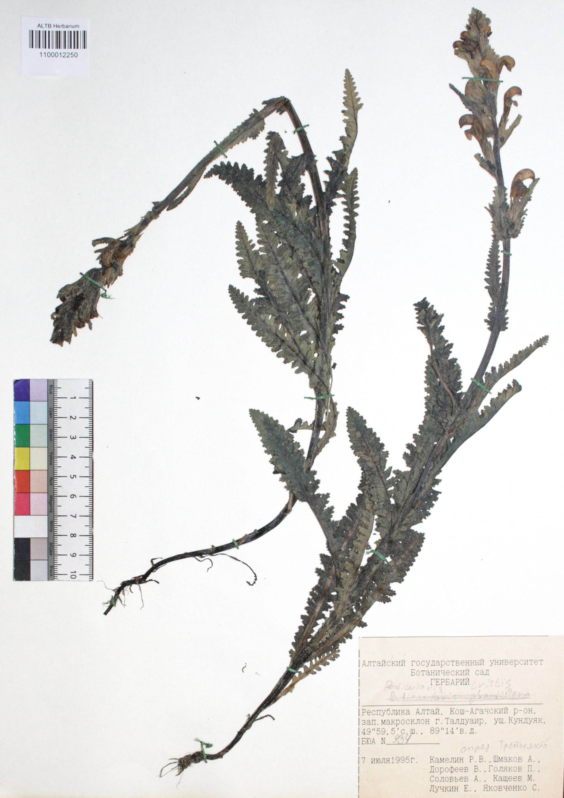 Pedicularis tristis L.