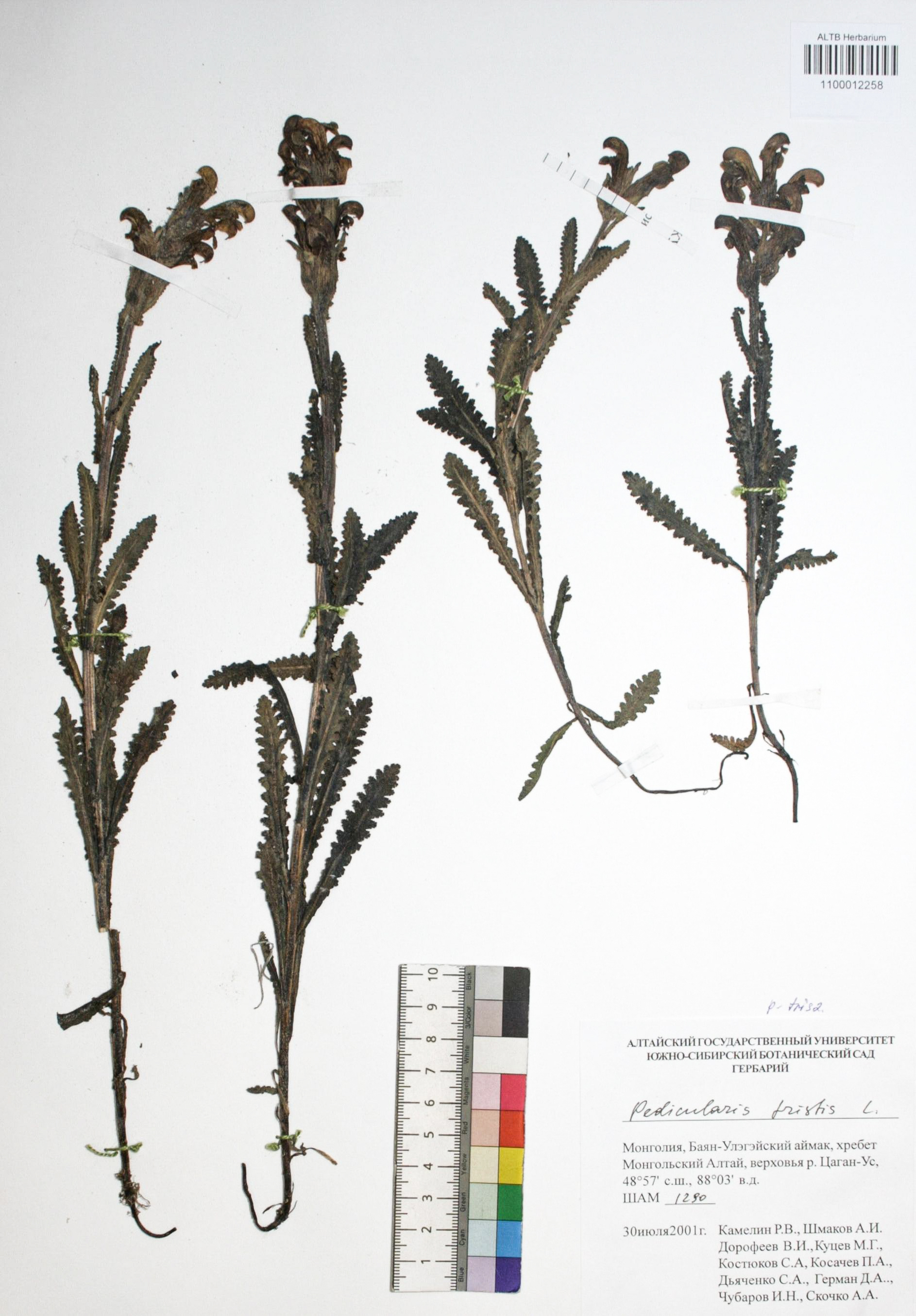 Pedicularis tristis L.