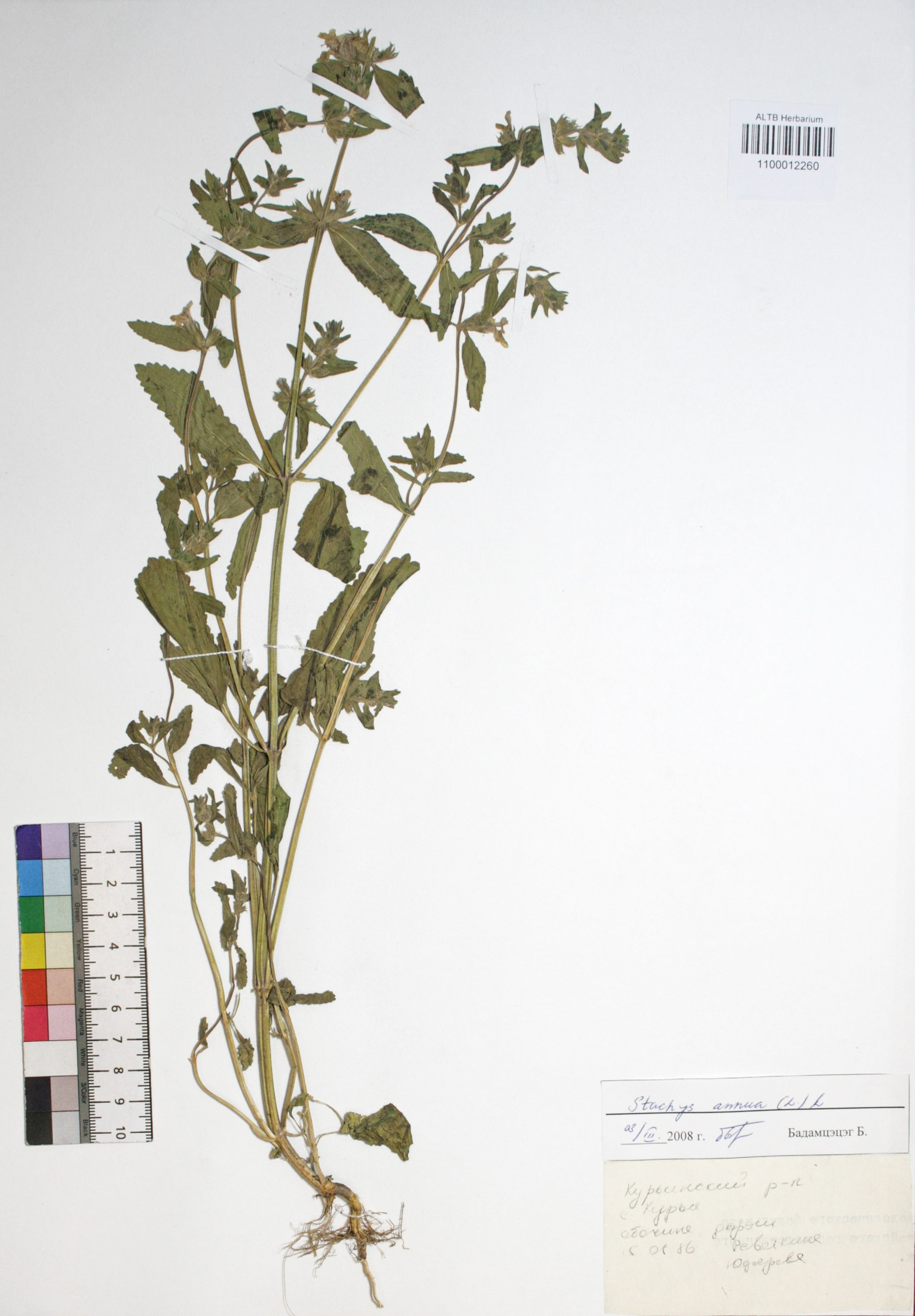 Stachys annua (L.) L. 