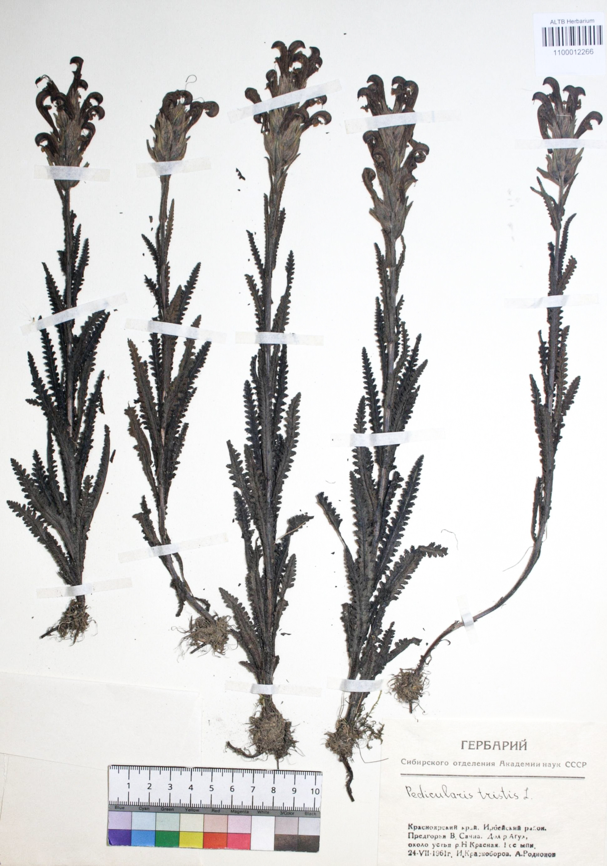 Pedicularis tristis L.