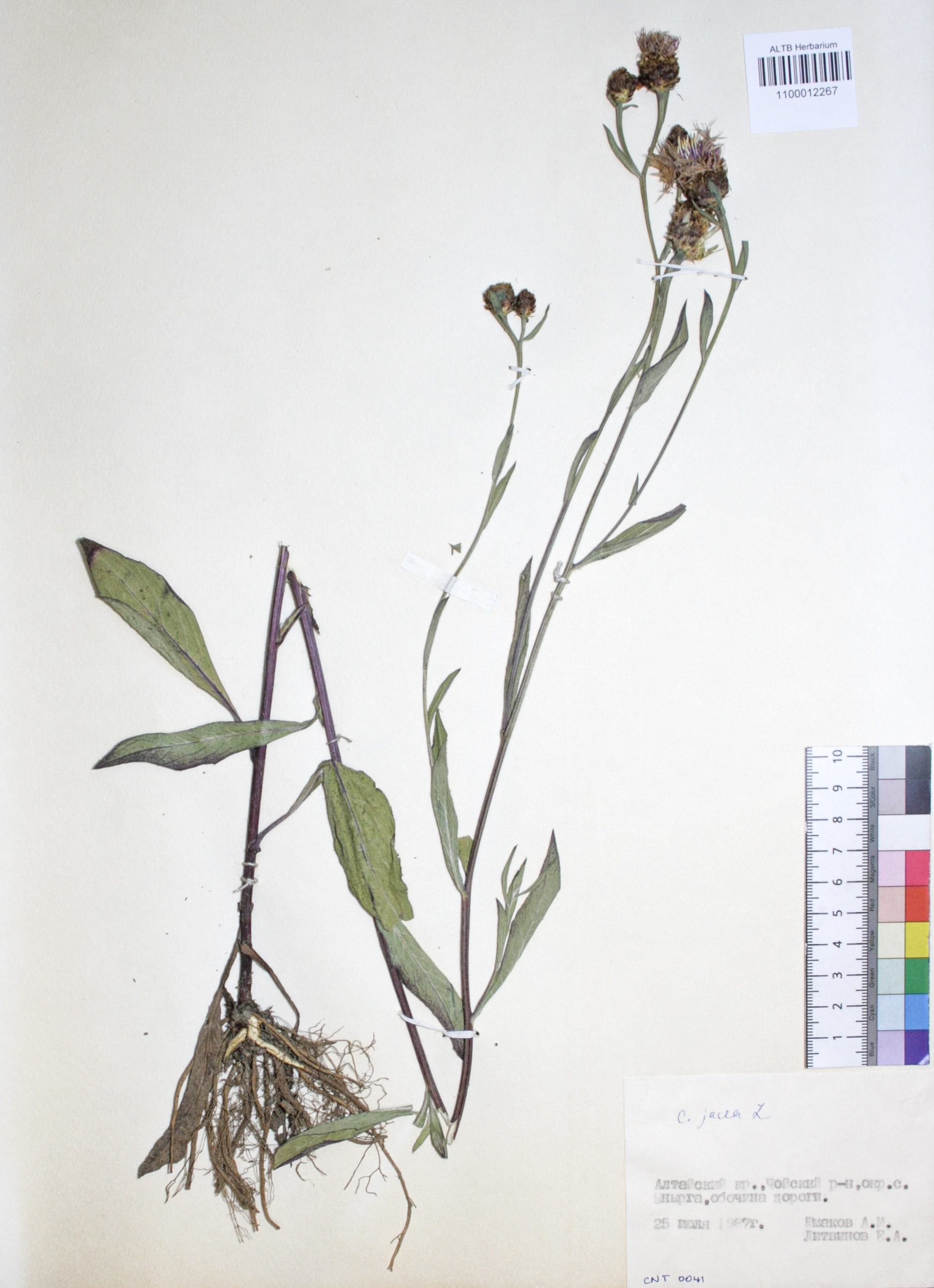 Centaurea jacea L.