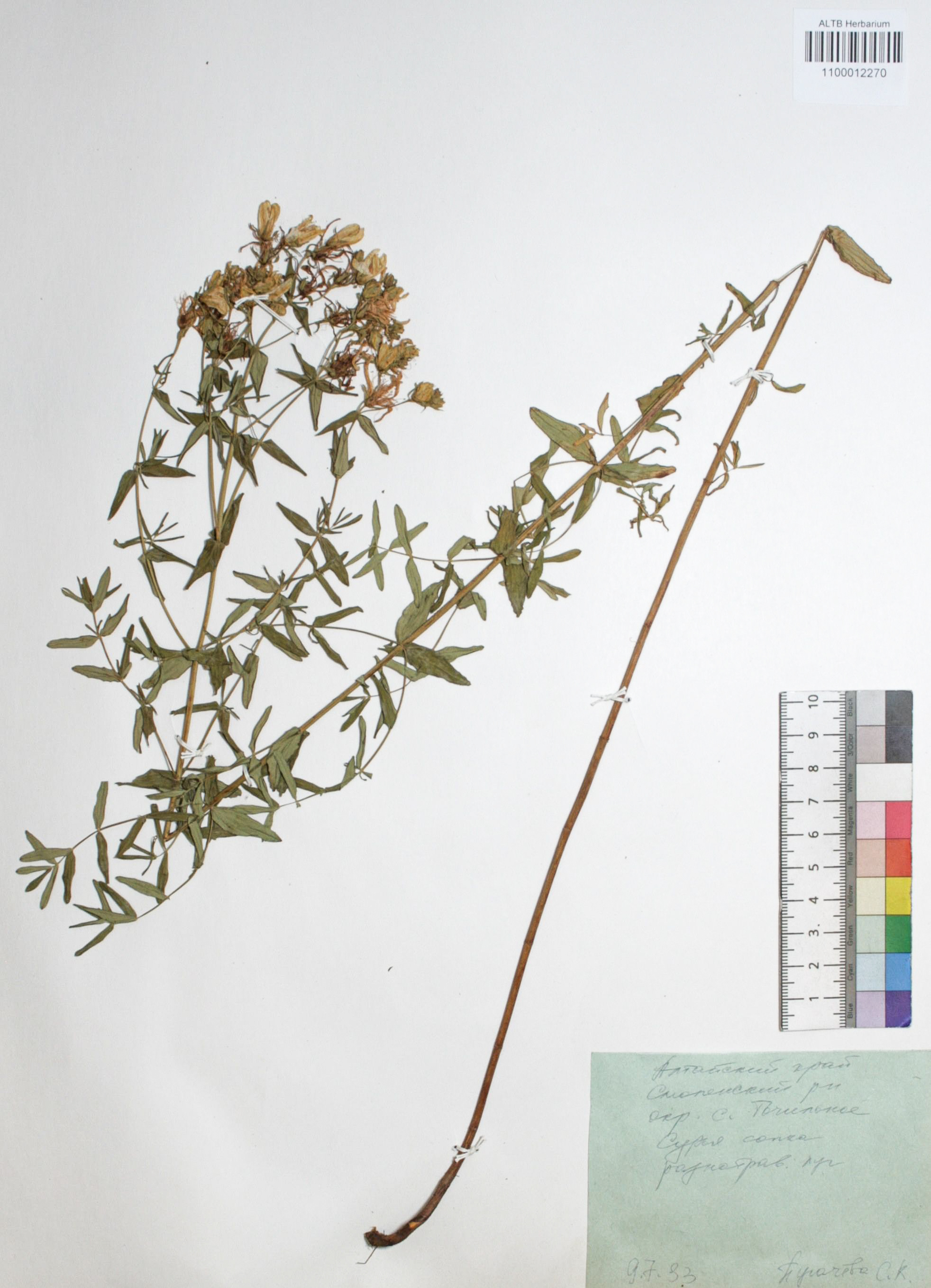 Hypericum ascyron L.