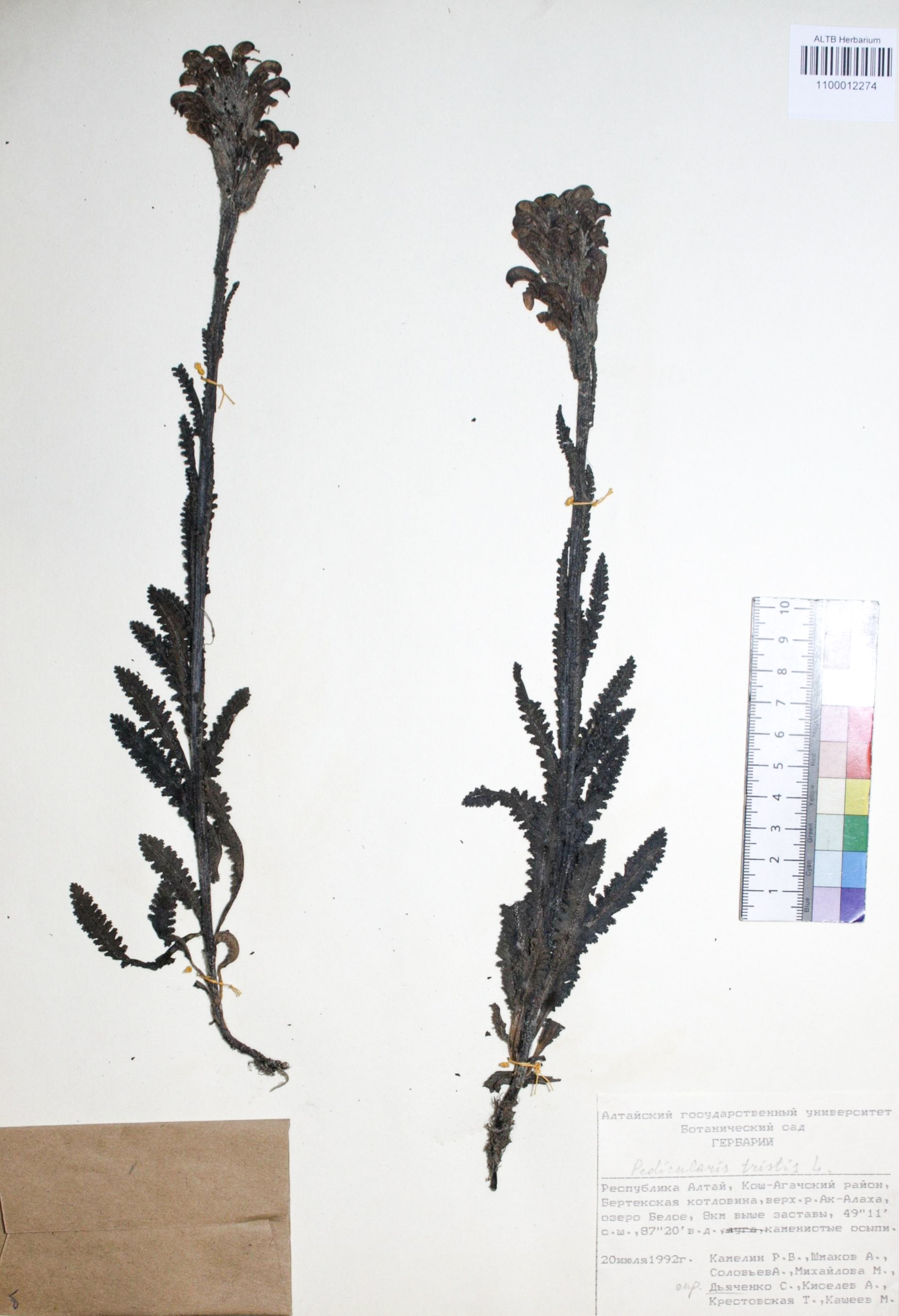 Pedicularis tristis L.