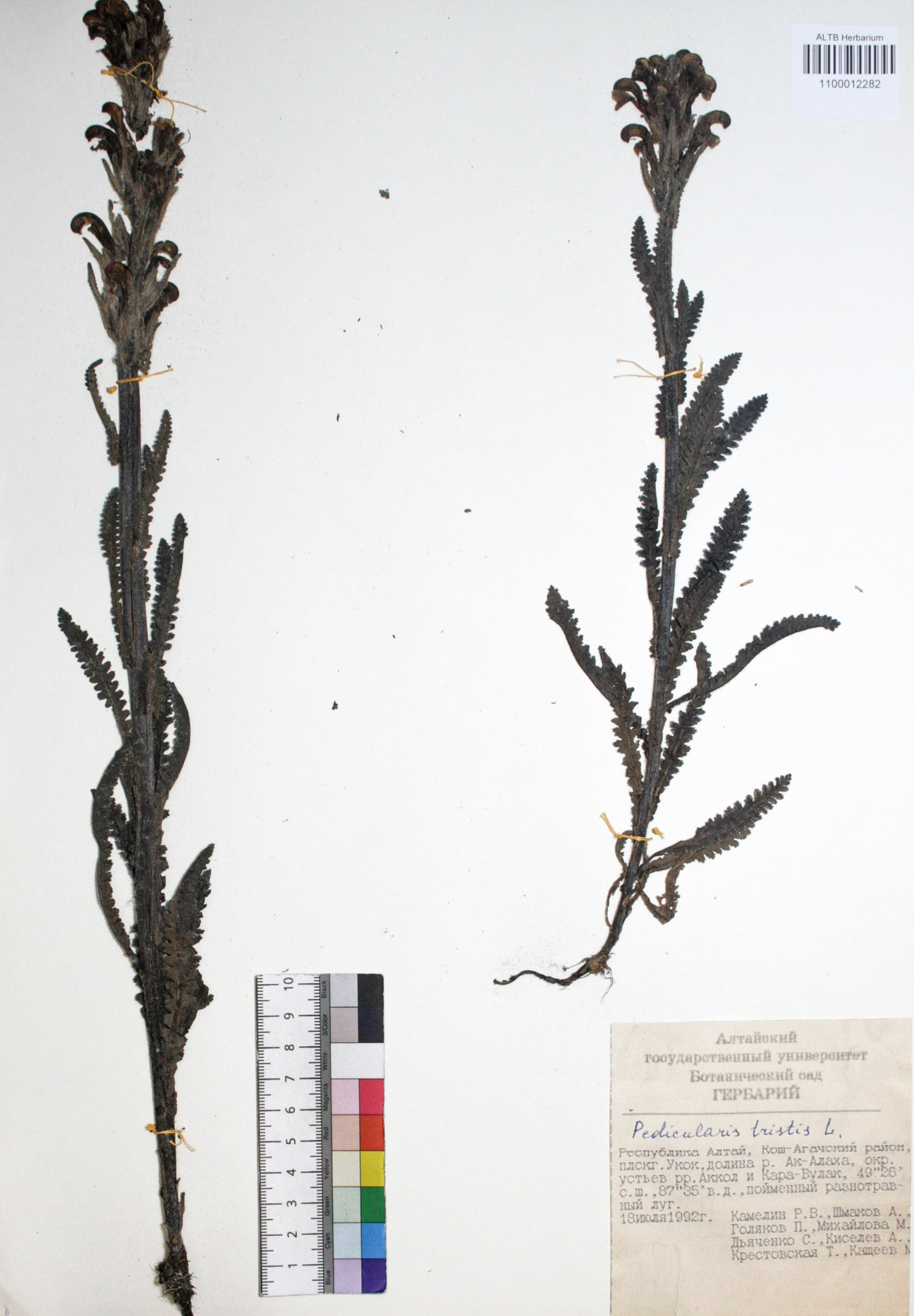 Pedicularis tristis L.