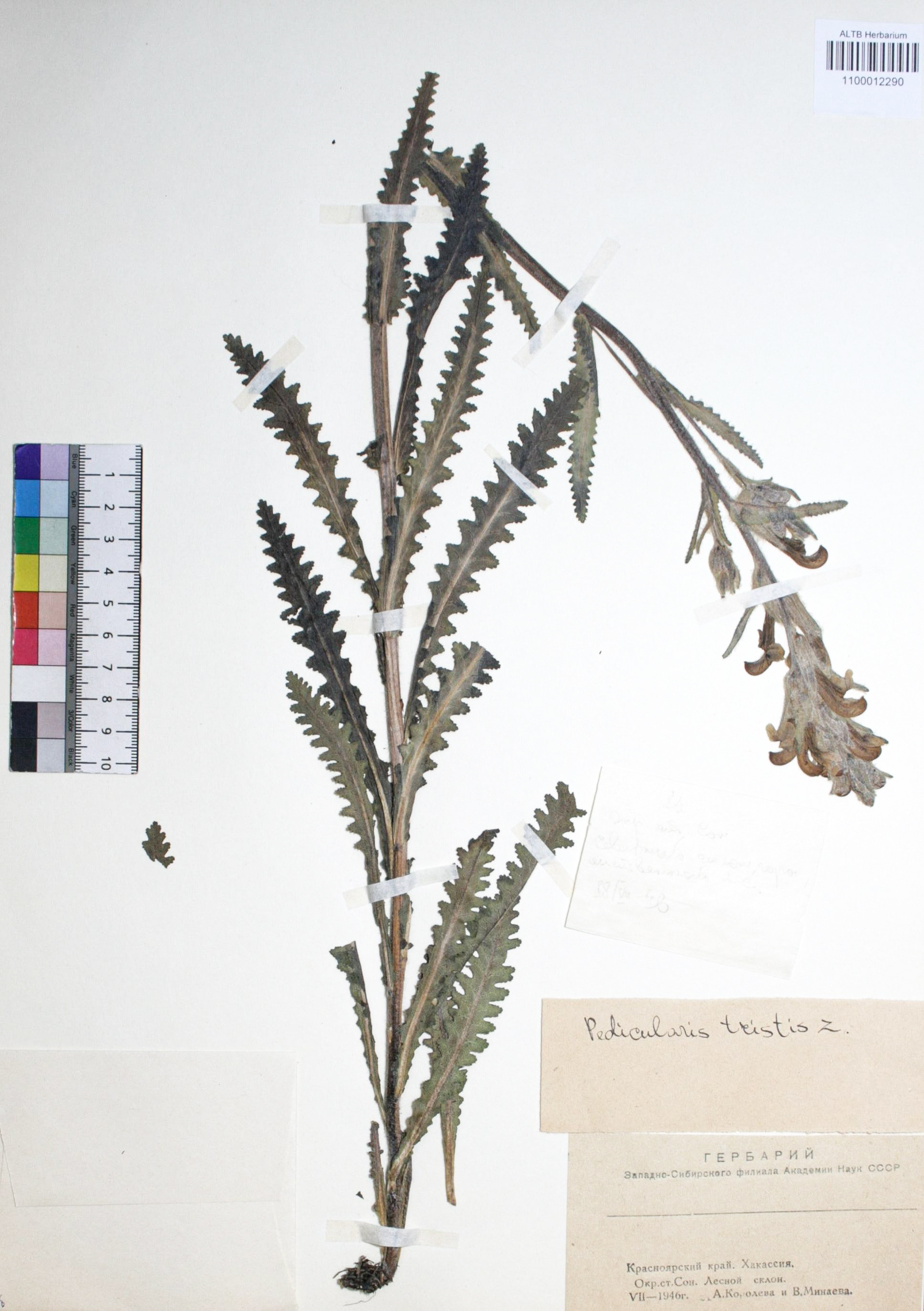 Pedicularis tristis L.