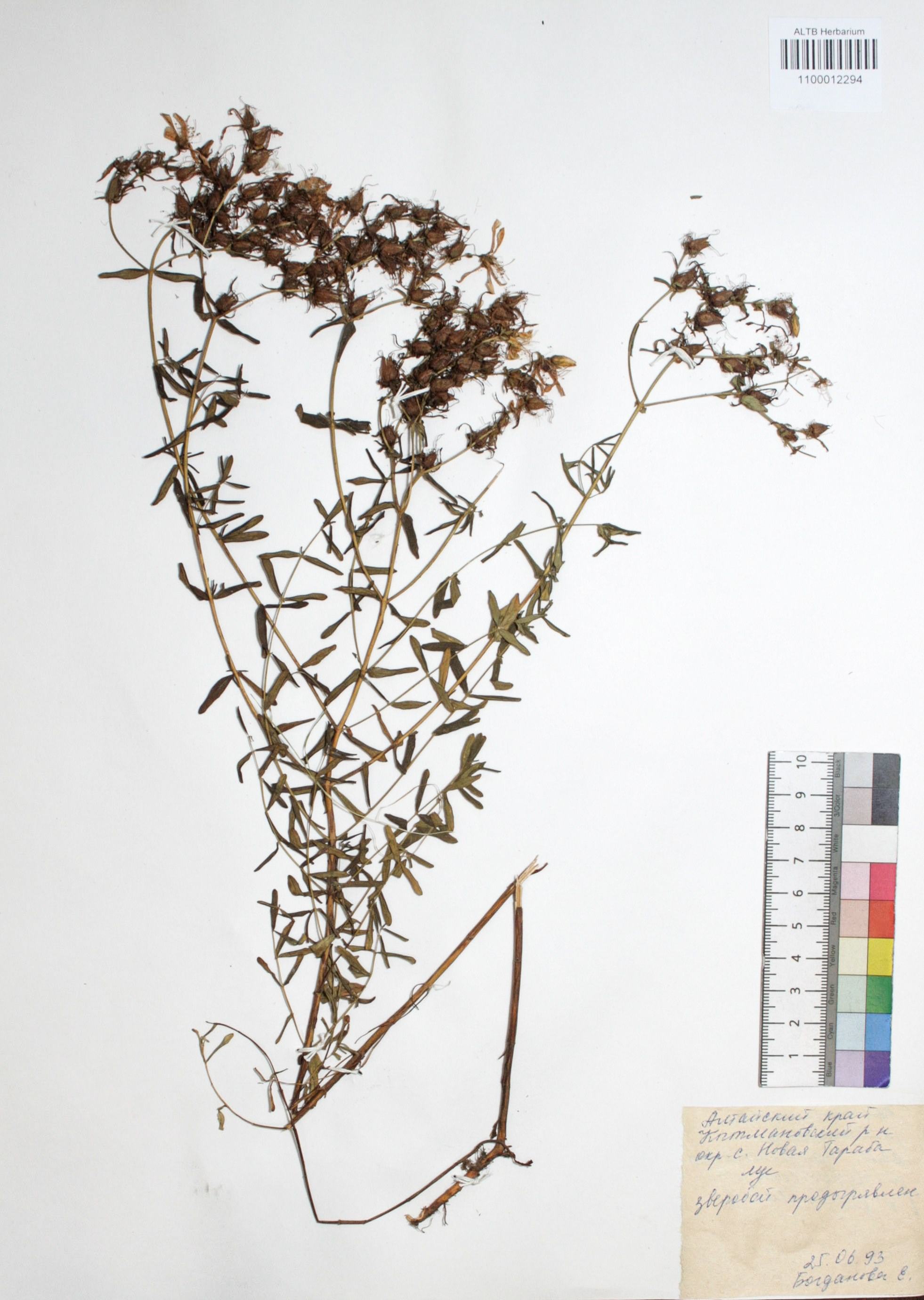 Hypericum perforatum L.