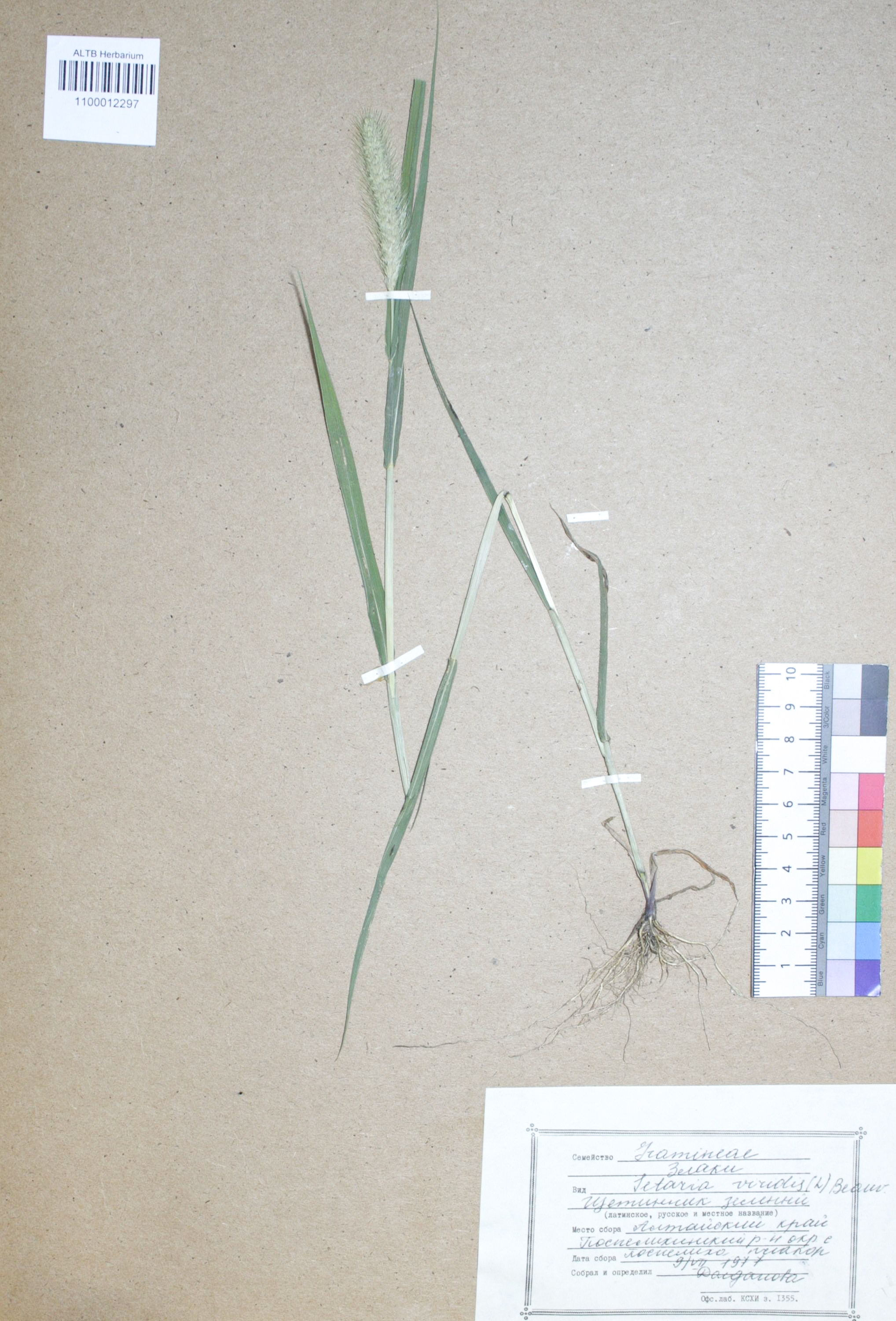 Setaria viridis (L.) Beauv.