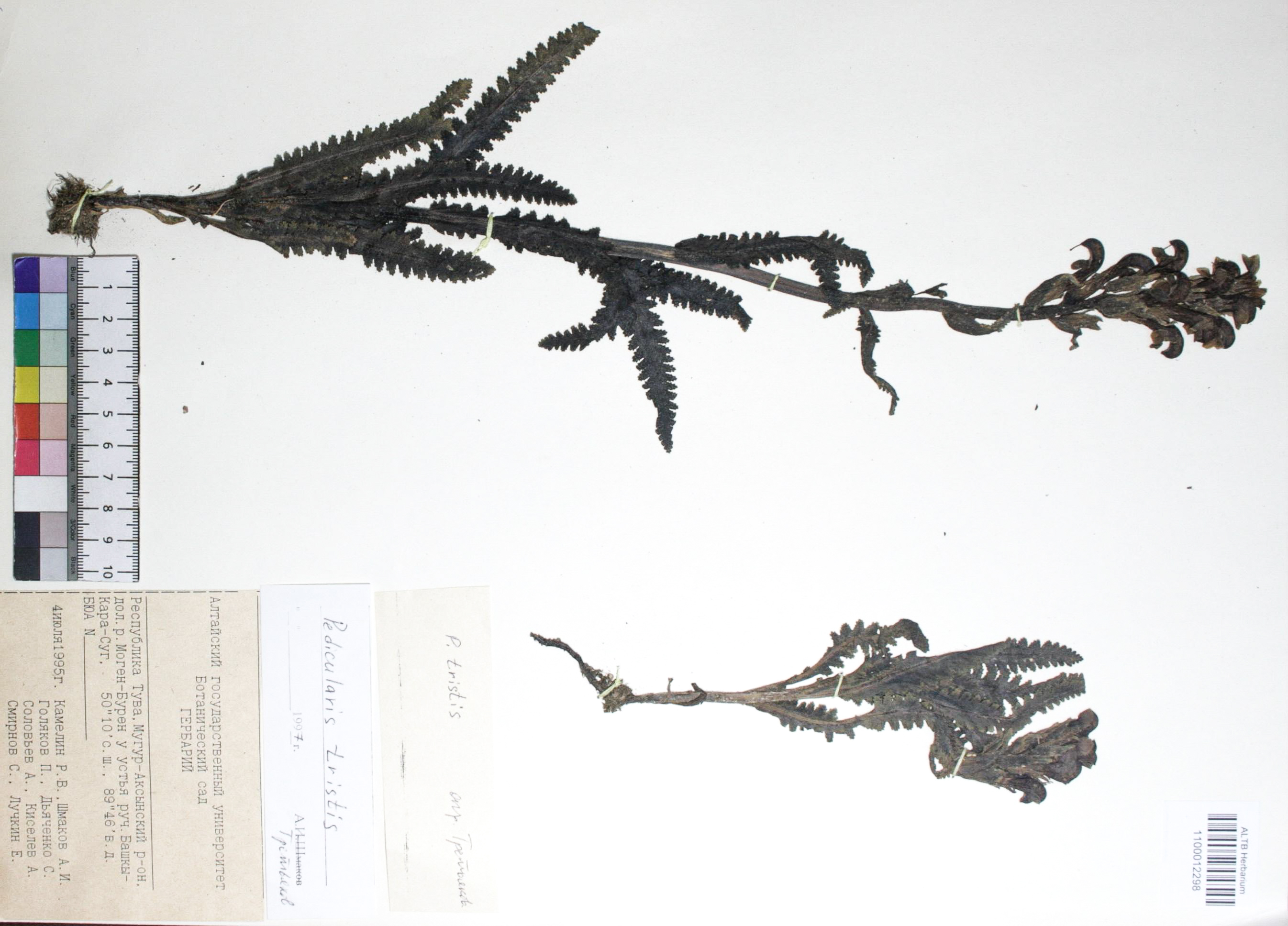 Pedicularis tristis L.