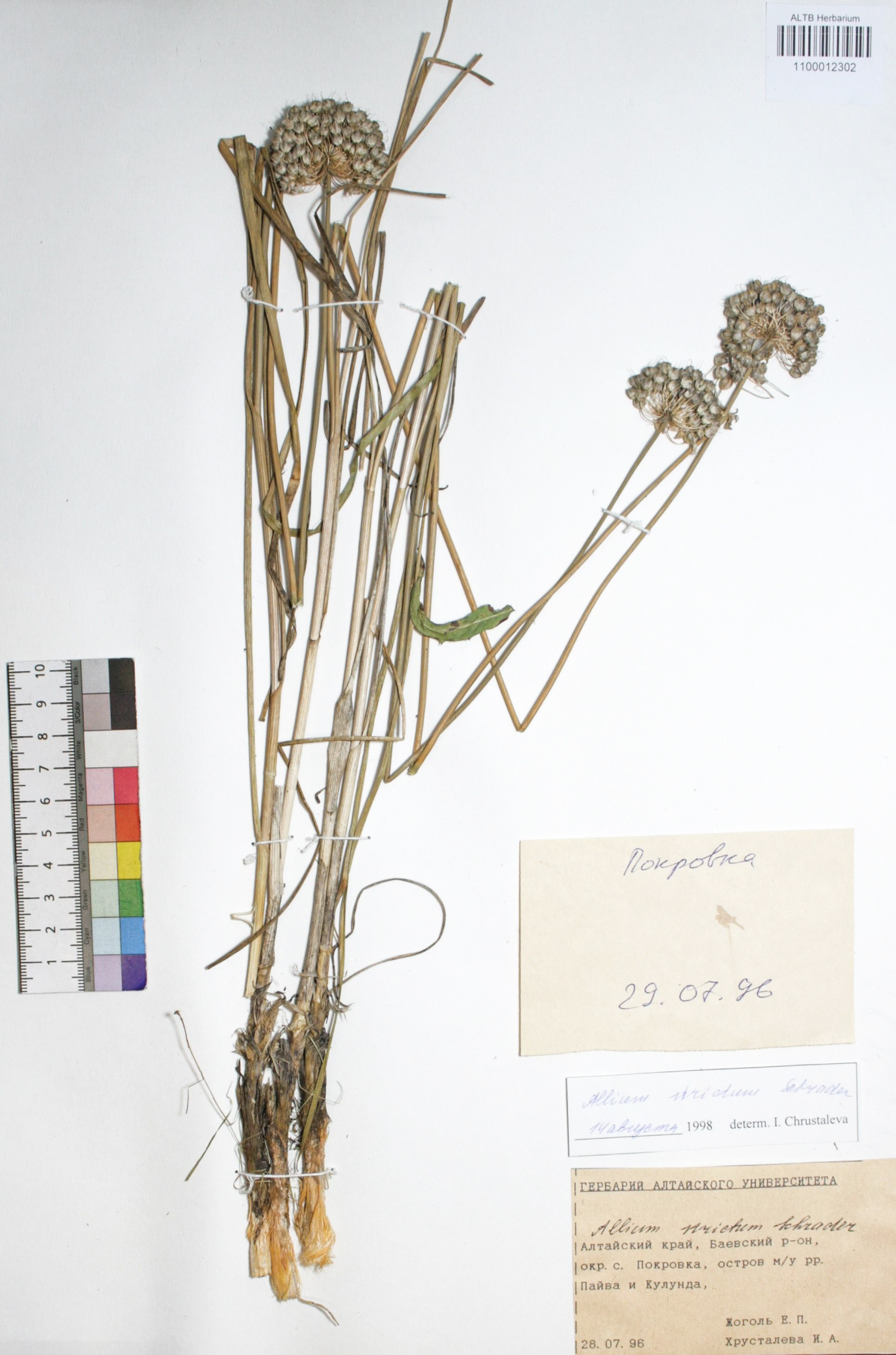 Allium strictum Schrad.