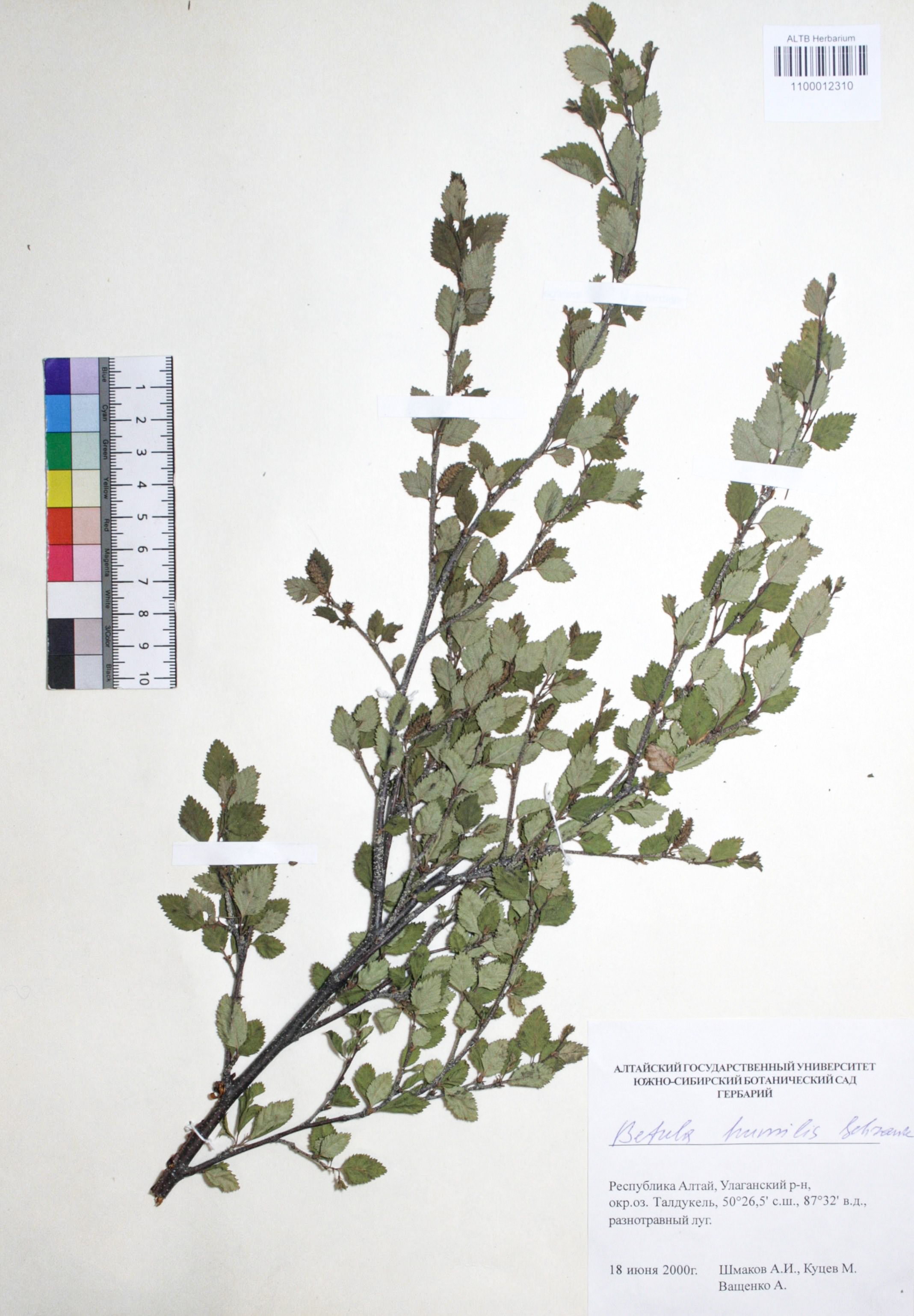 Betula humilis Schrank