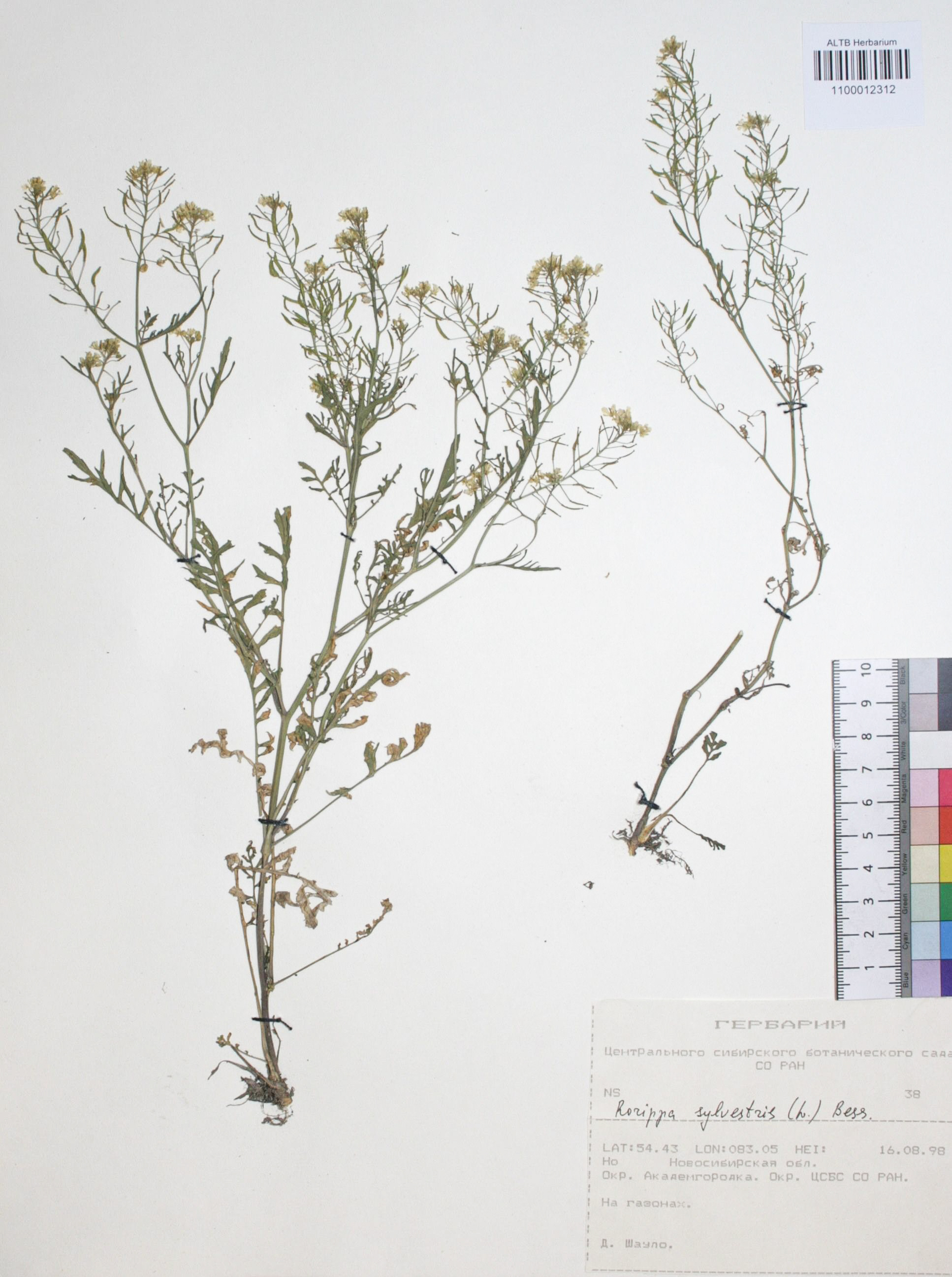 Rorippa sylvestris (L.) Besser