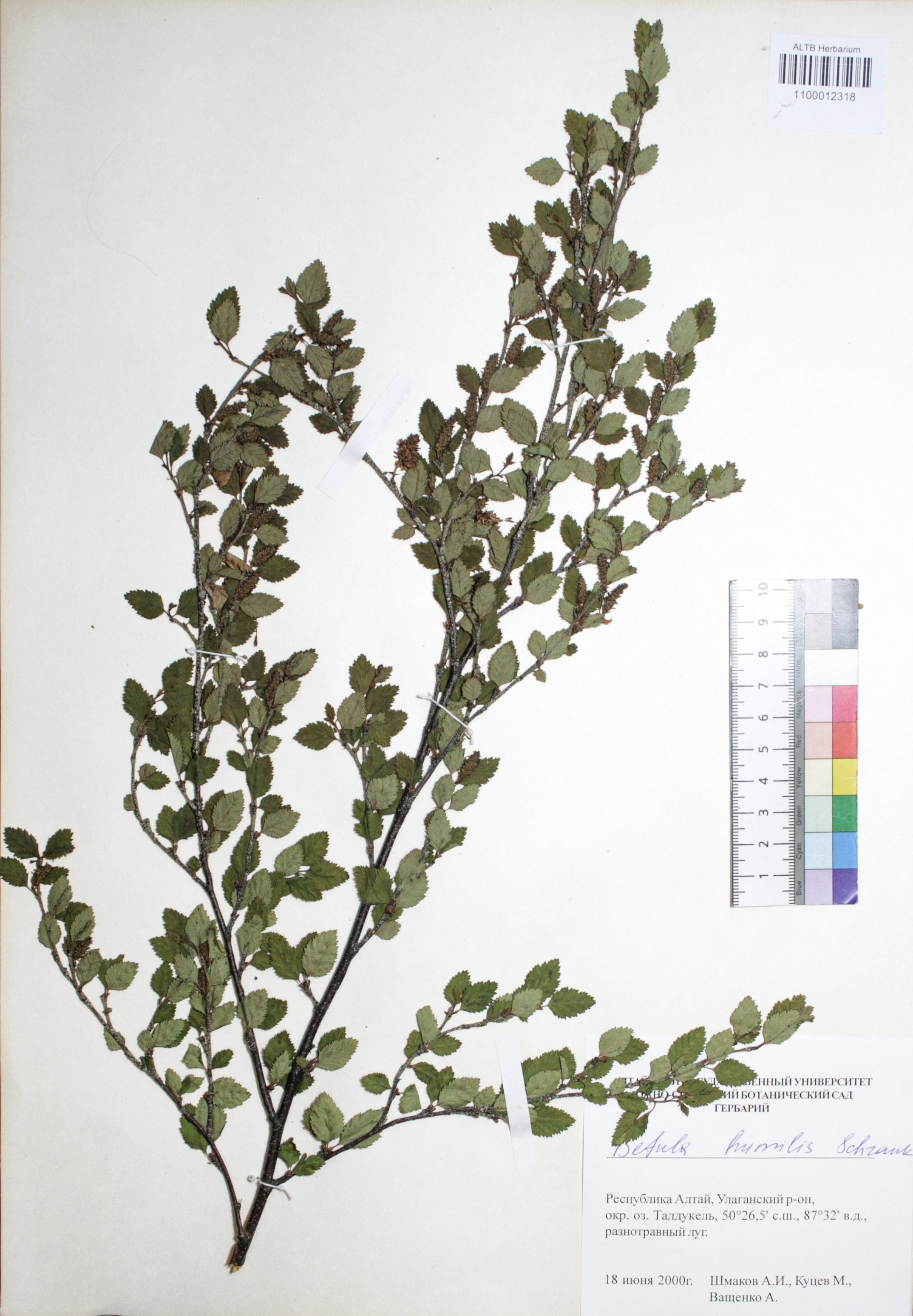 Betula humilis Schrank