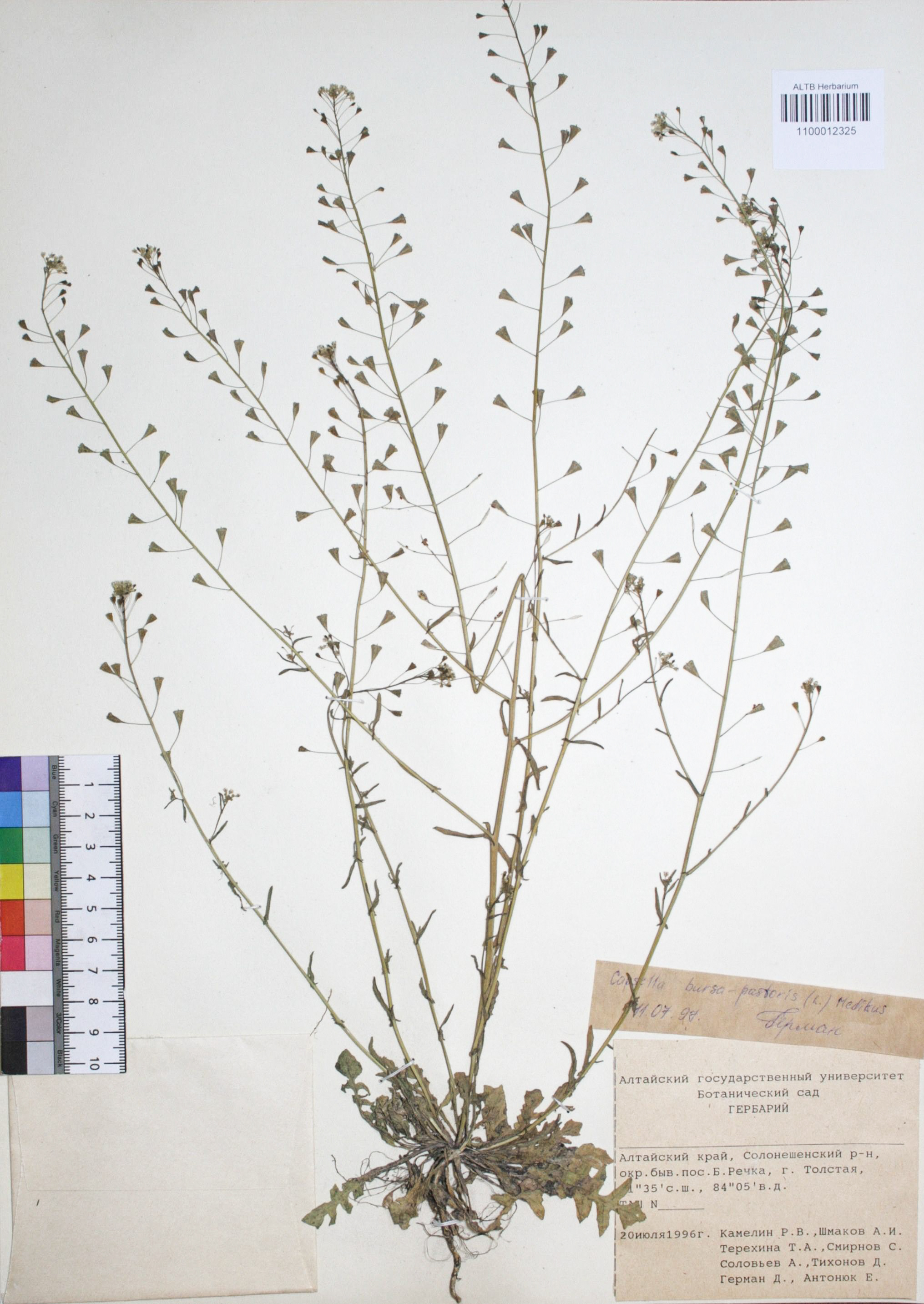 Capsella bursa-pastoris (L.) Medik.