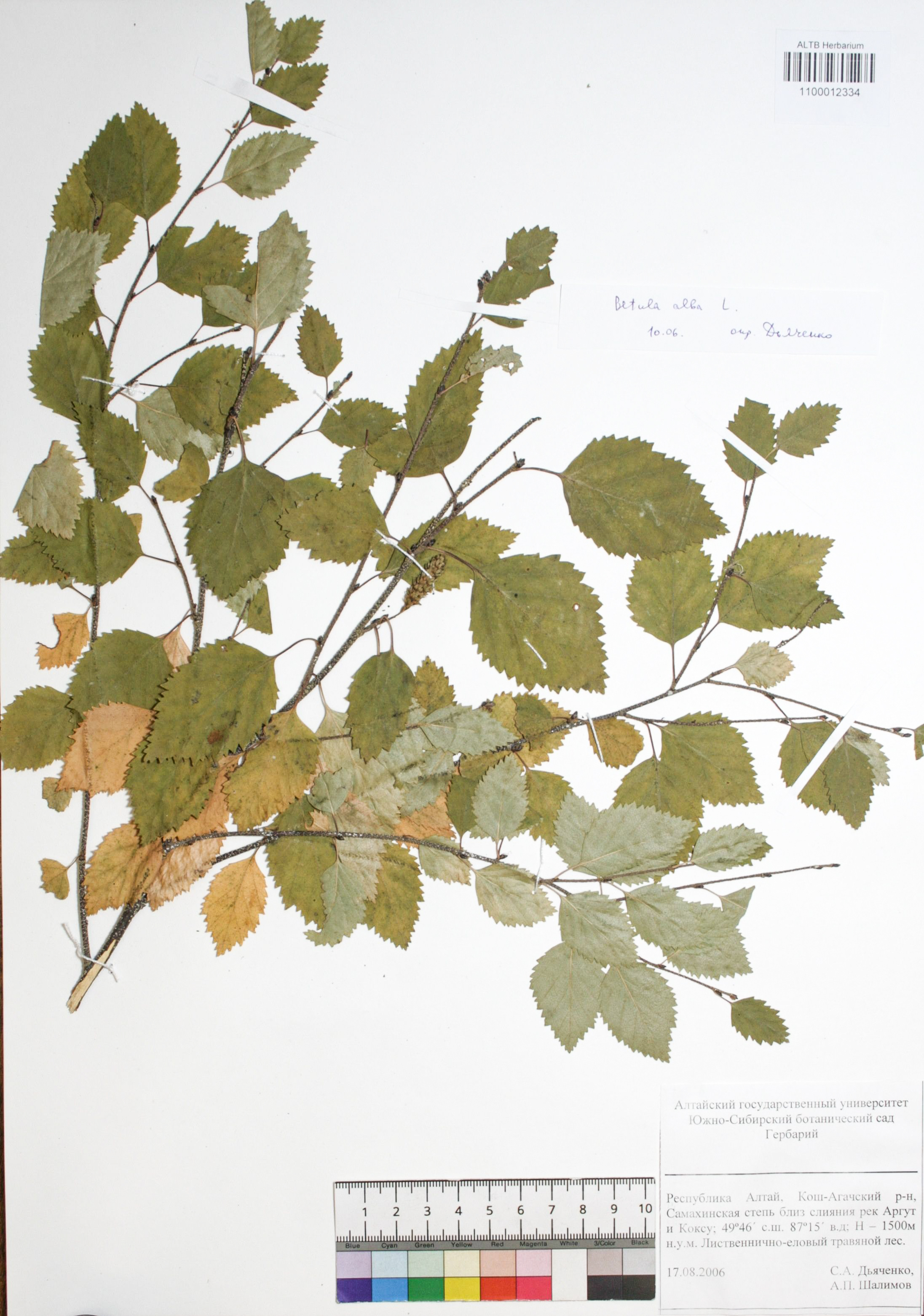 Betula alba L.