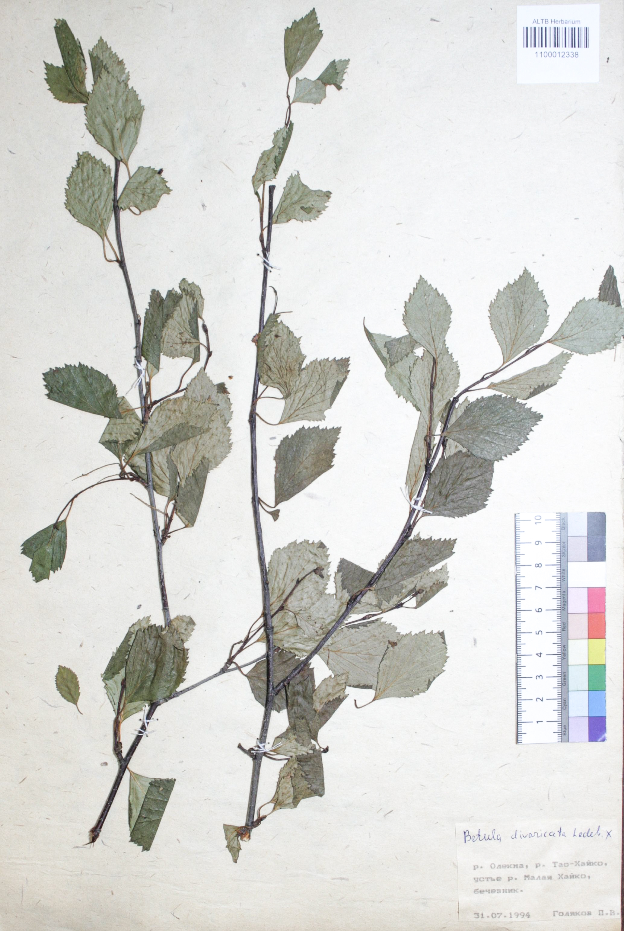 Betulaceae,Betula divaricata Ledeb. Betulaceae,Betula divaricata Ledeb.