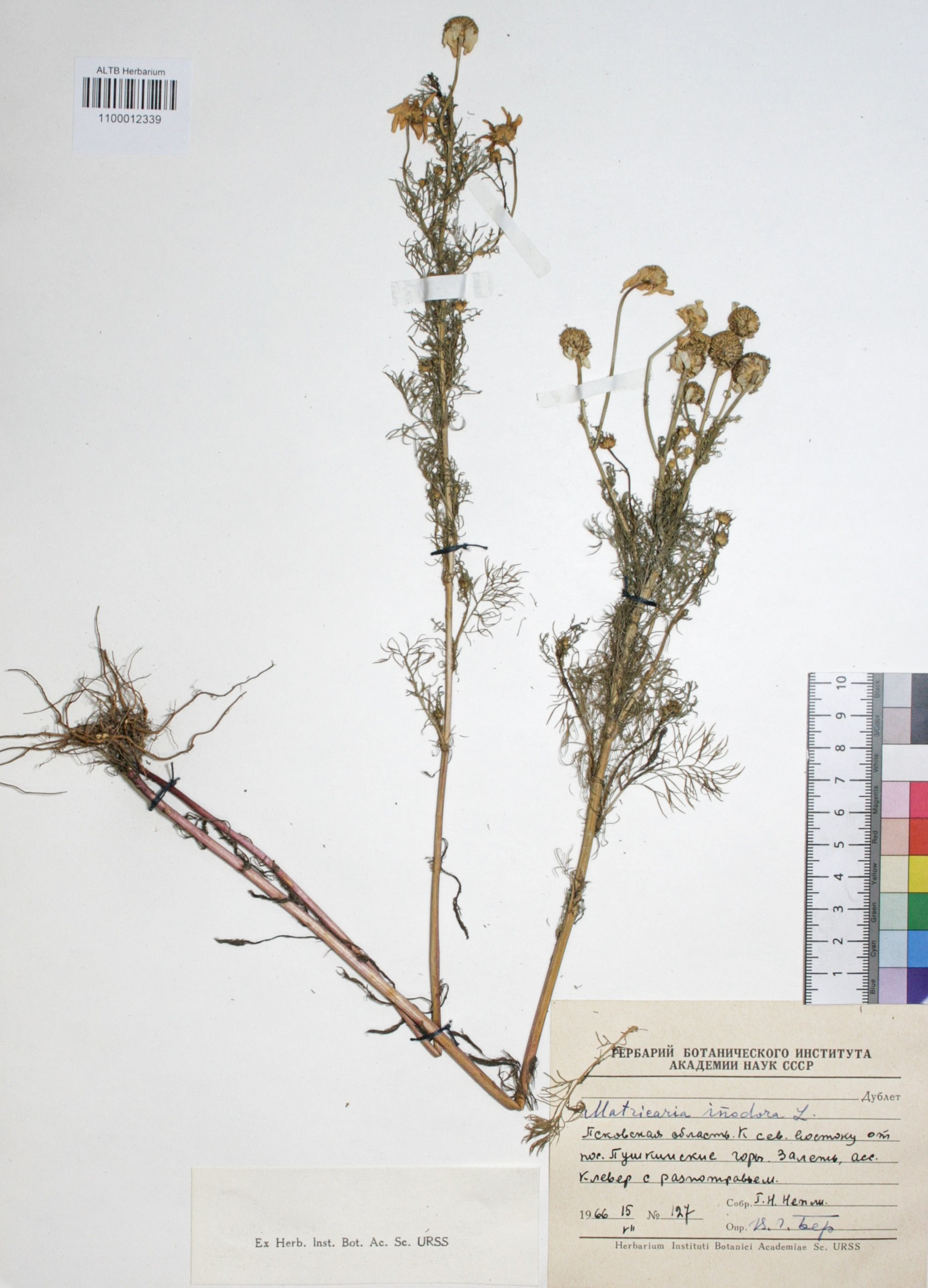 Matricaria inodora L.