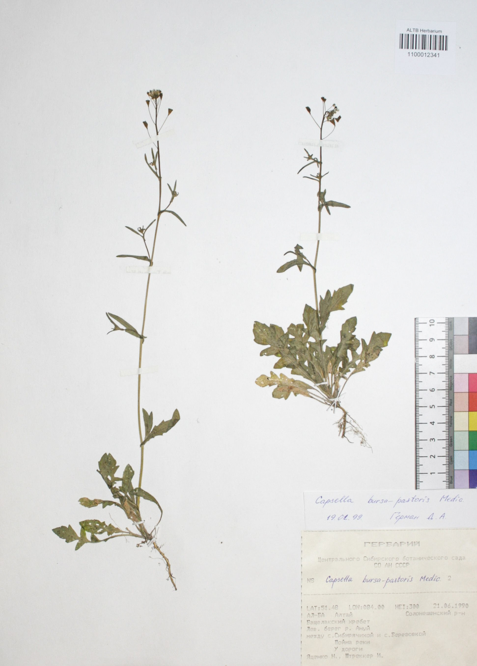 Capsella bursa-pastoris (L.) Medik.