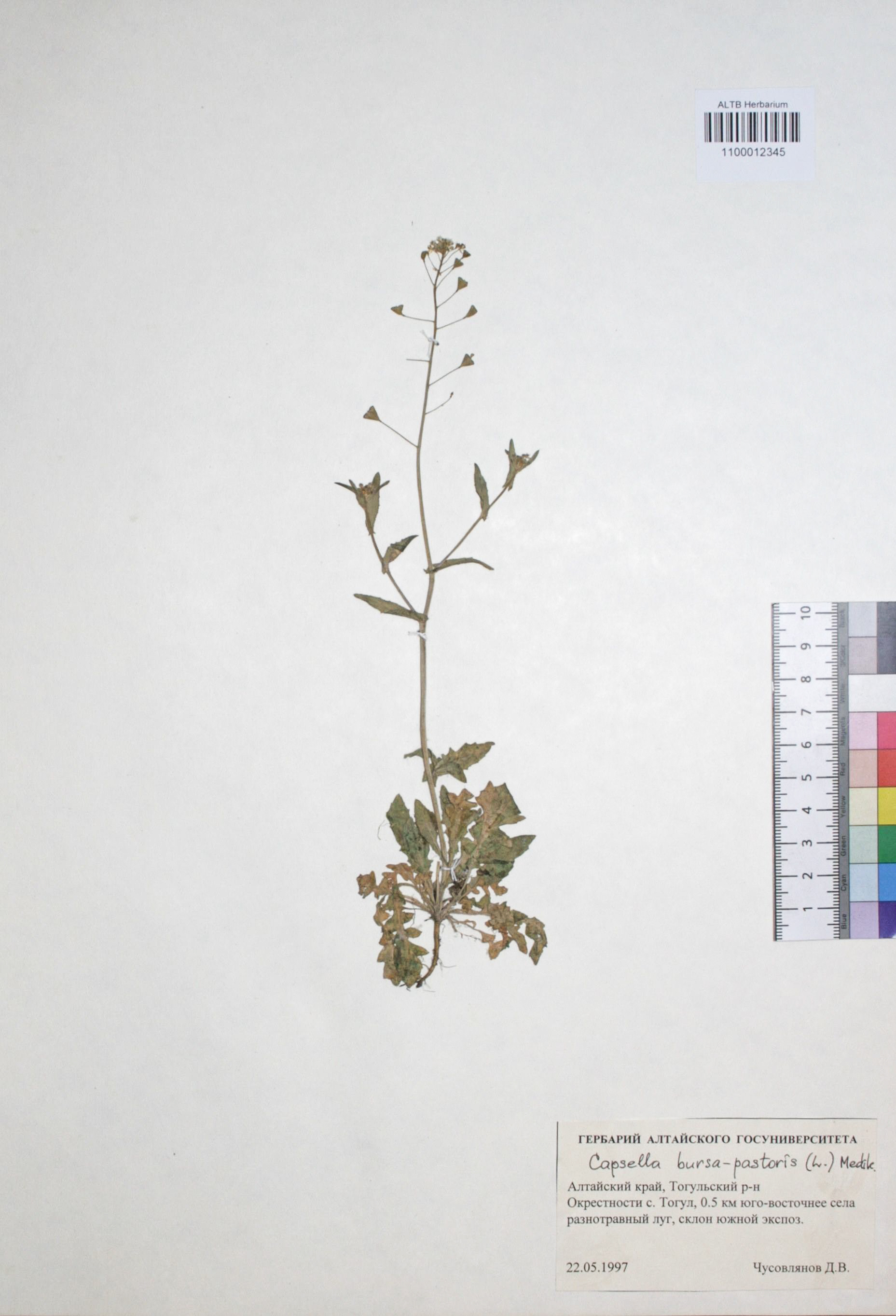 Capsella bursa-pastoris (L.) Medik.