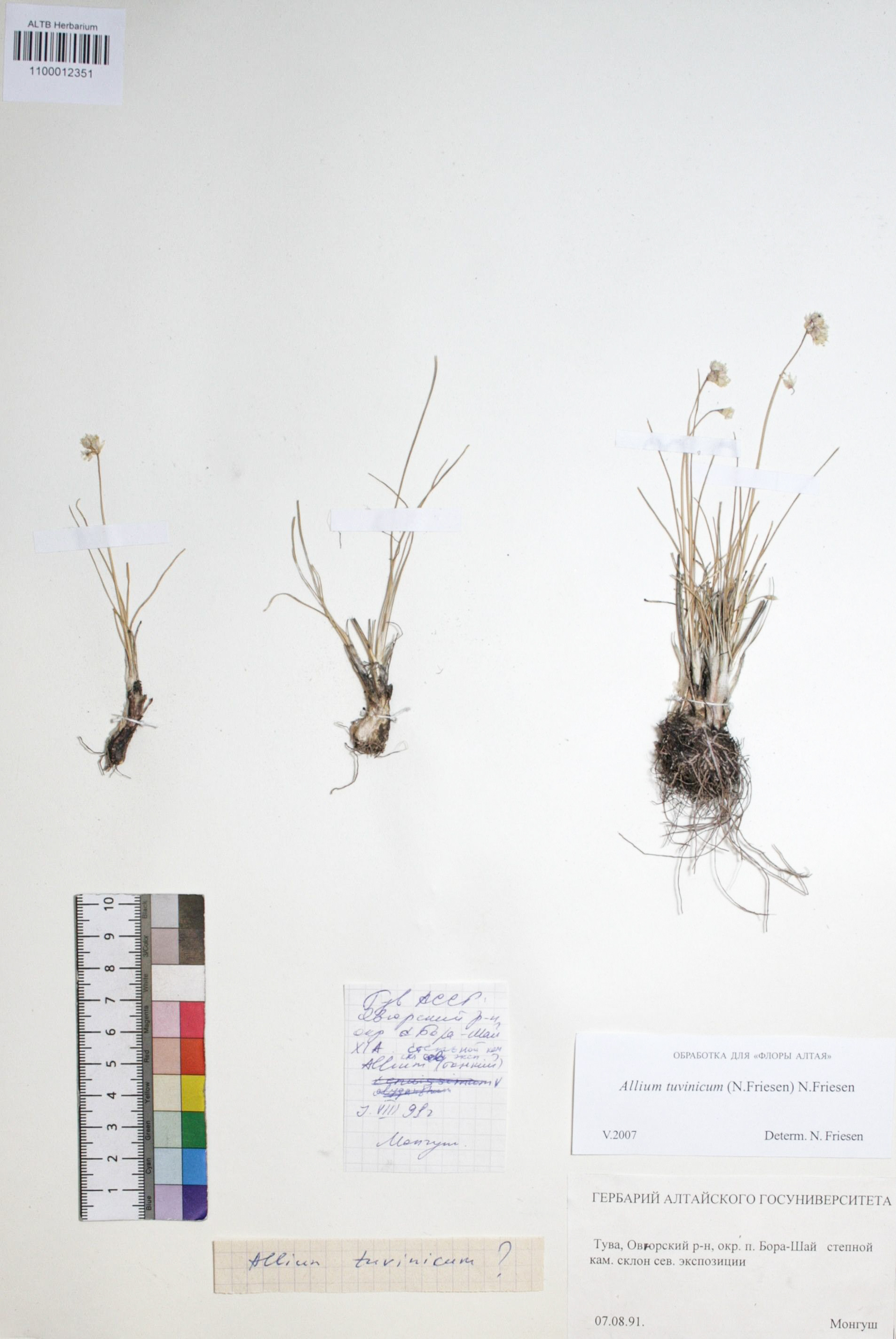 Allium tuvinicum N. Friesen