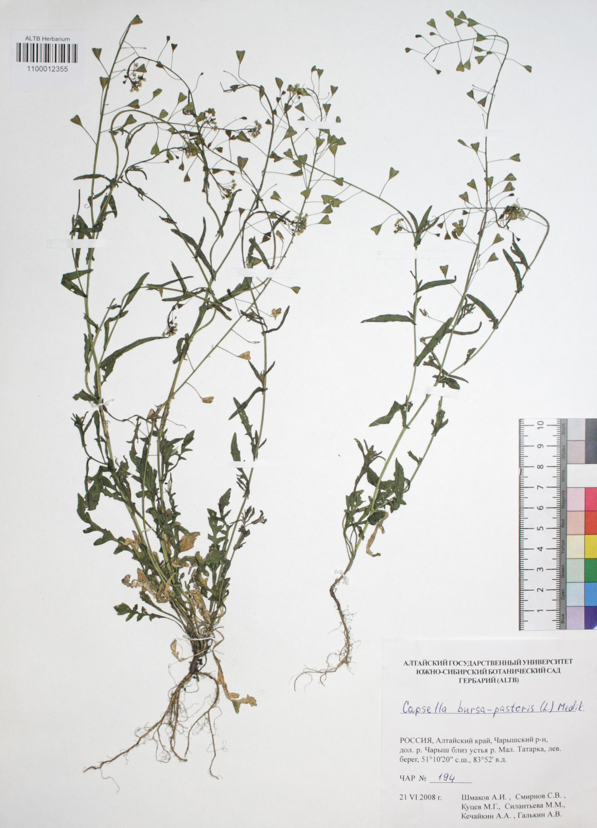 Capsella bursa-pastoris (L.) Medik.