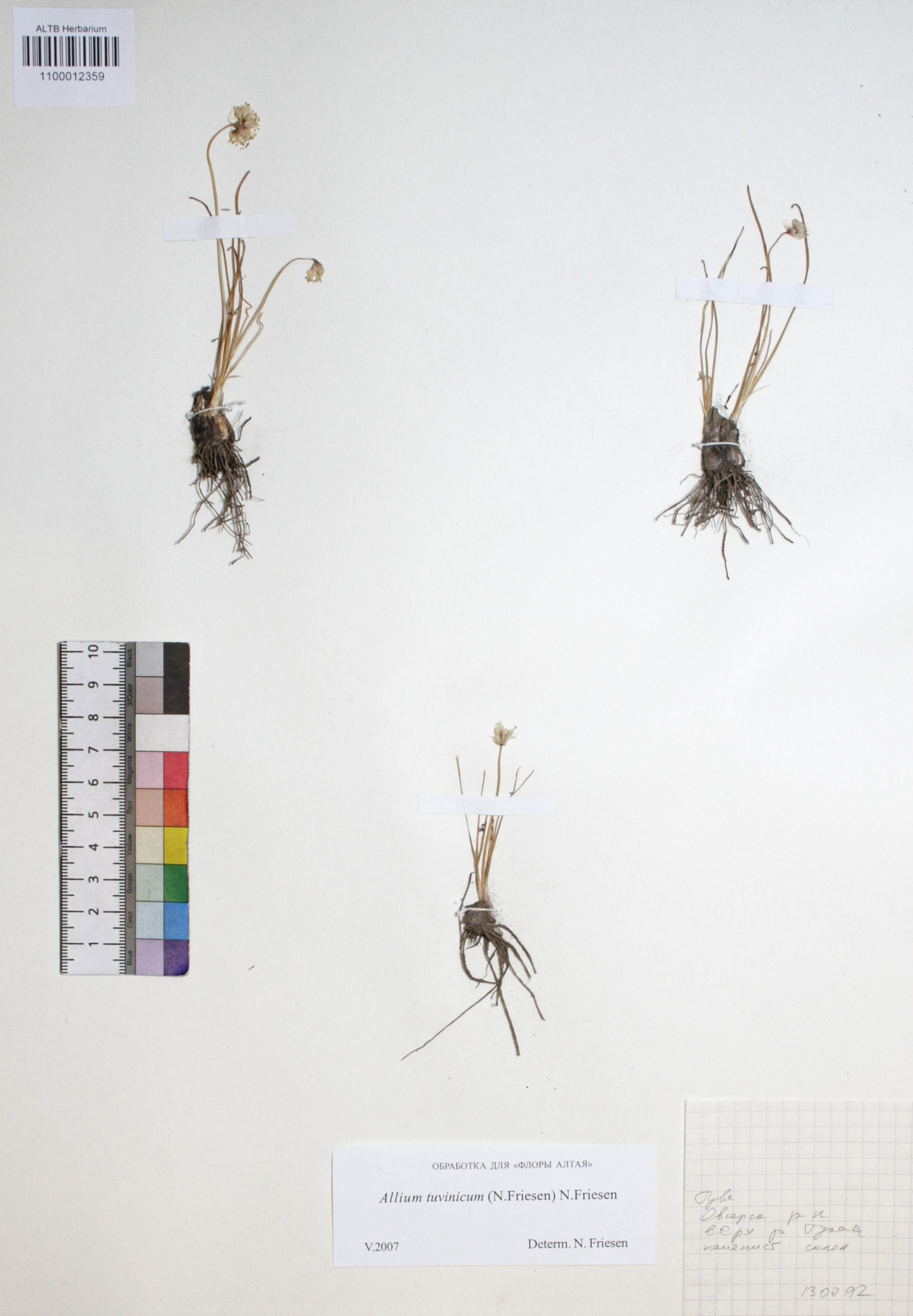 Allium tuvinicum N. Friesen