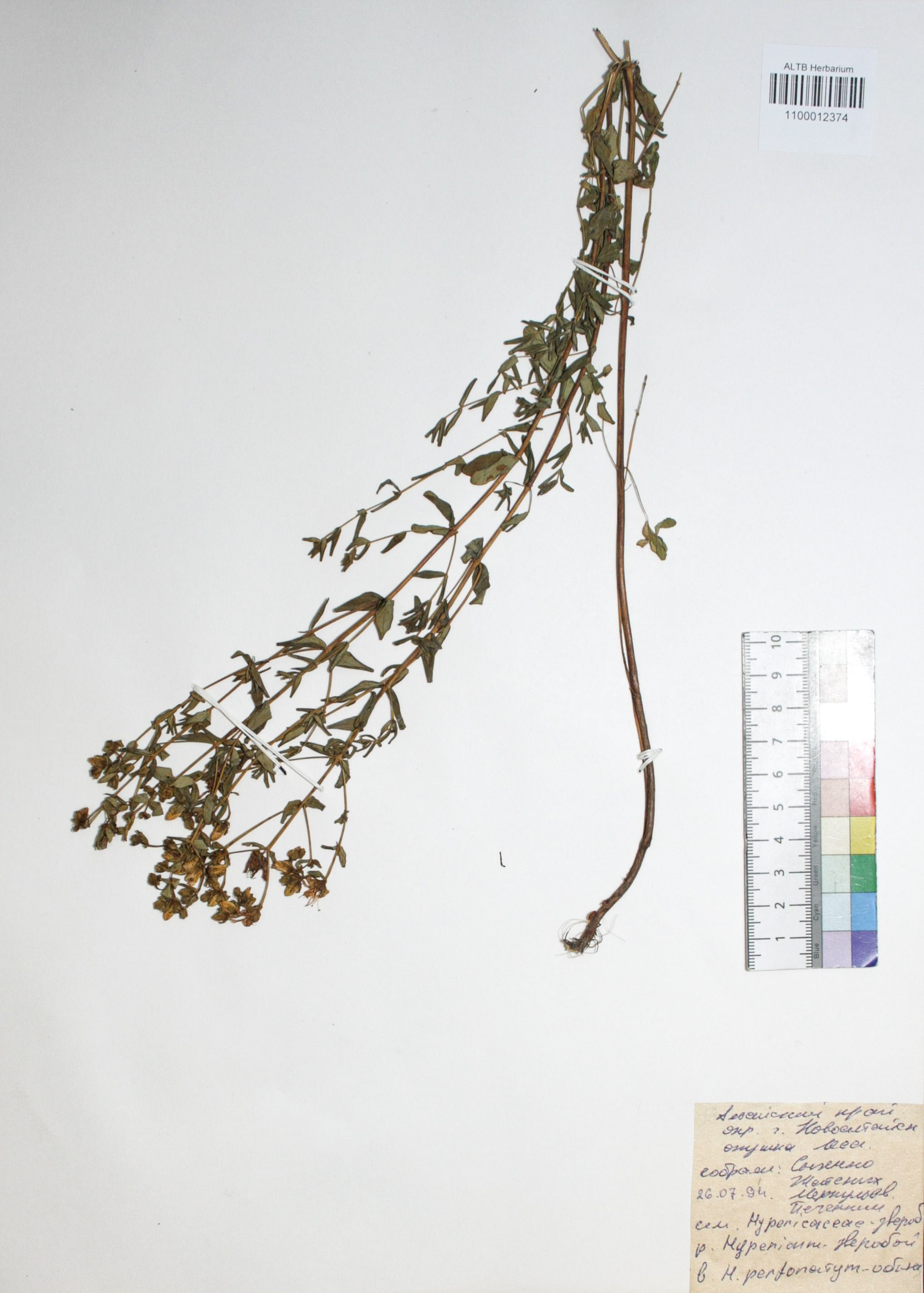 Hypericum perforatum L.