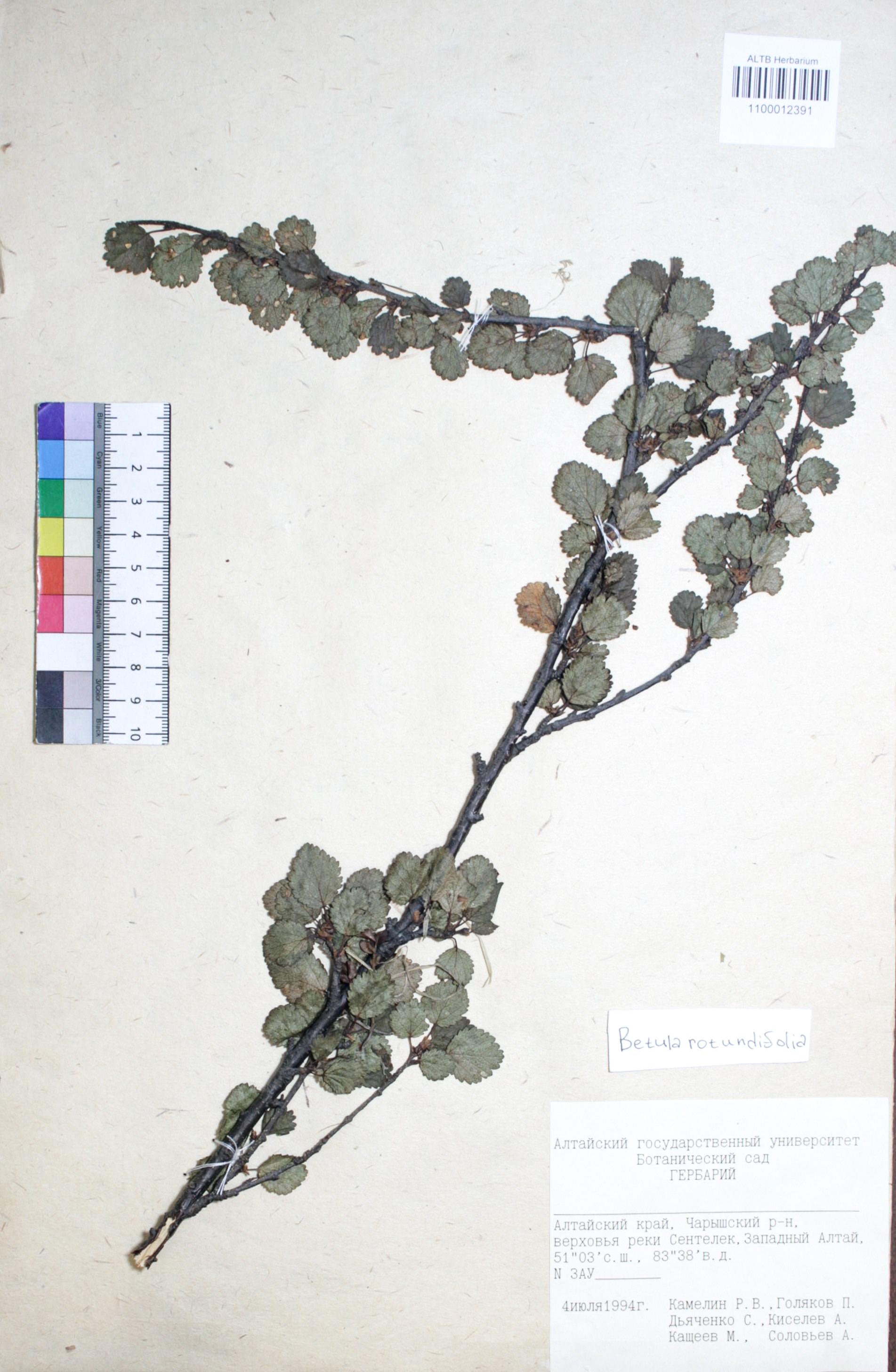 Betula rotundifolia Spach