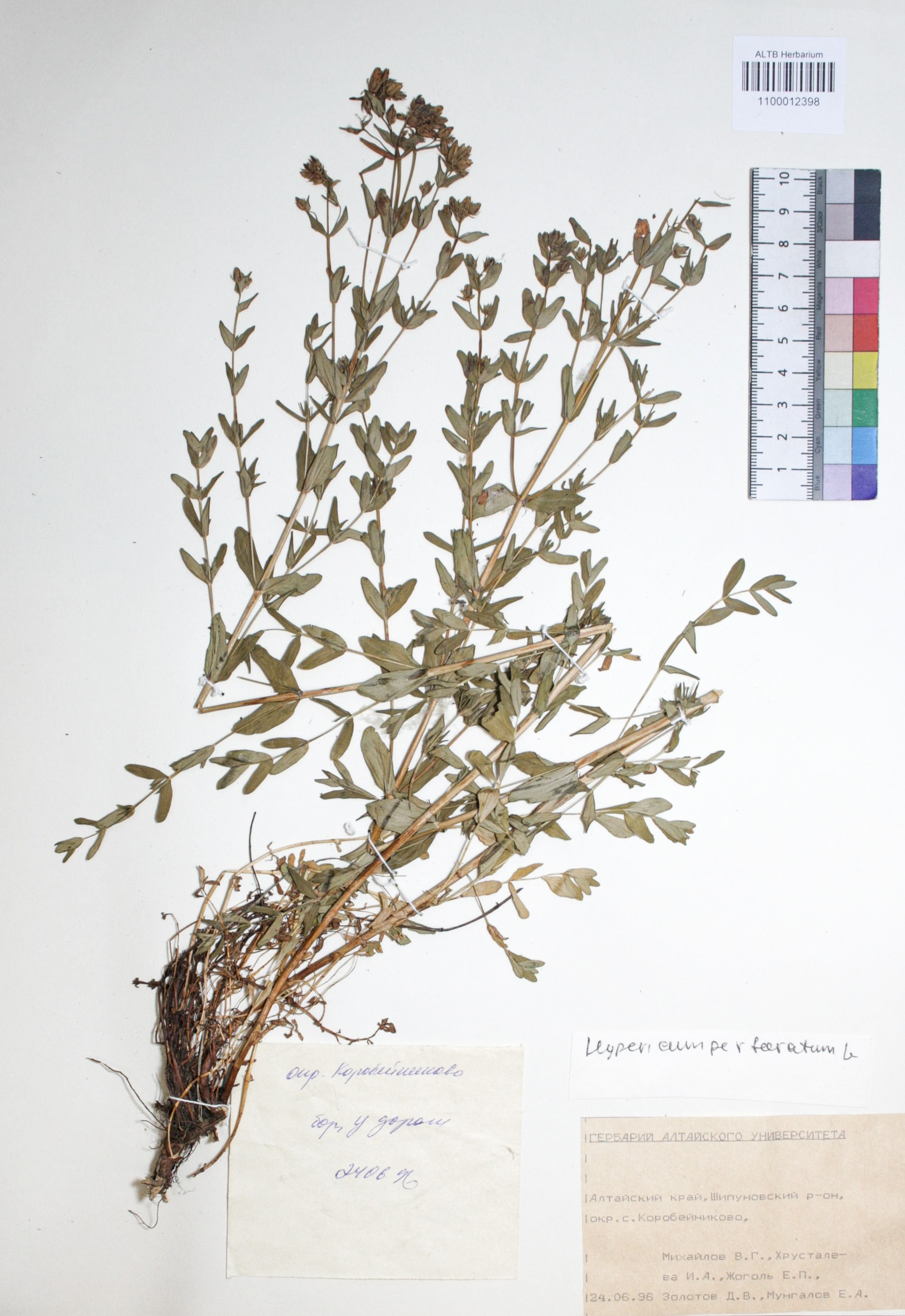 Hypericum perforatum L.