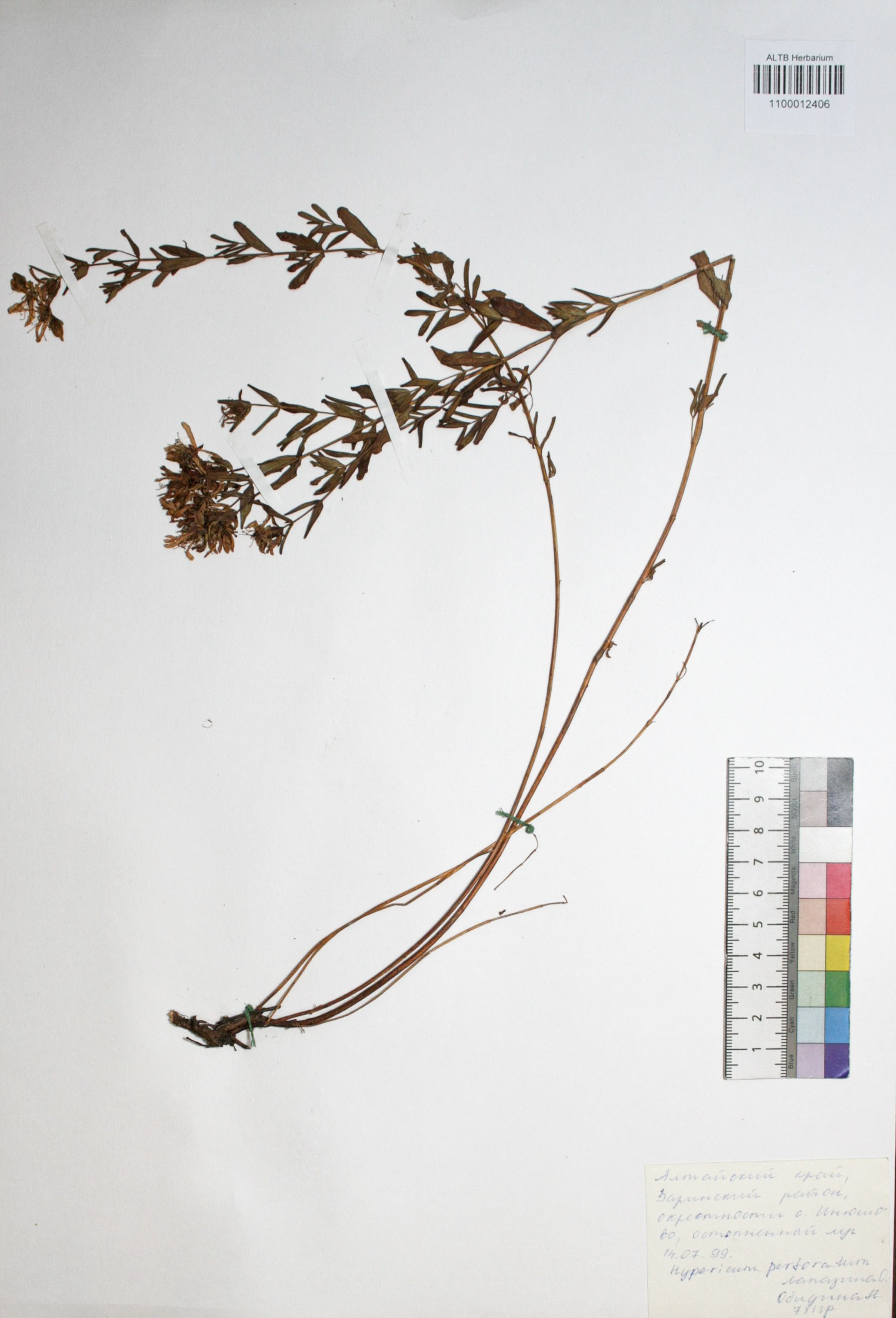 Hypericum perforatum L.