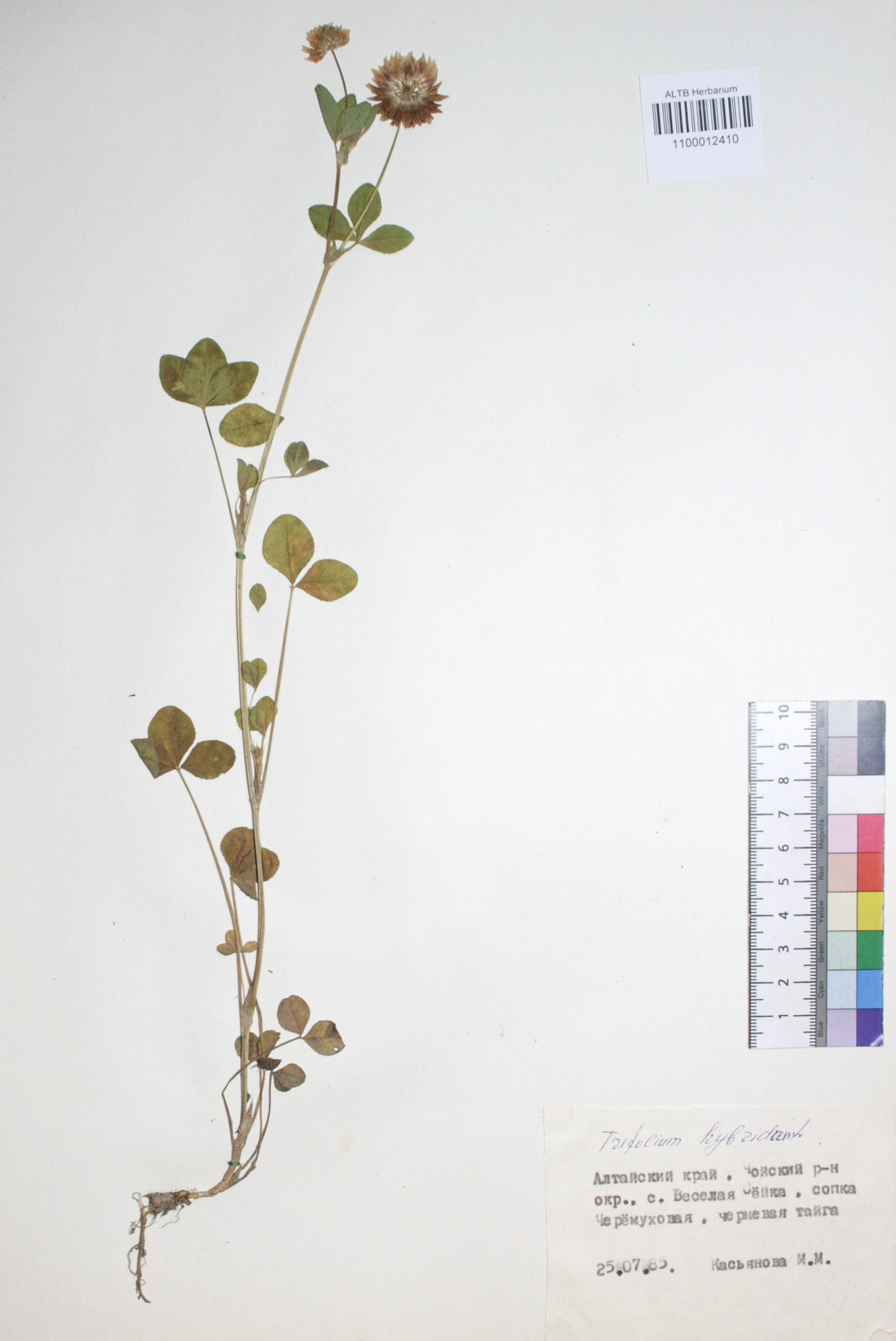 Trifolium hybridum L.