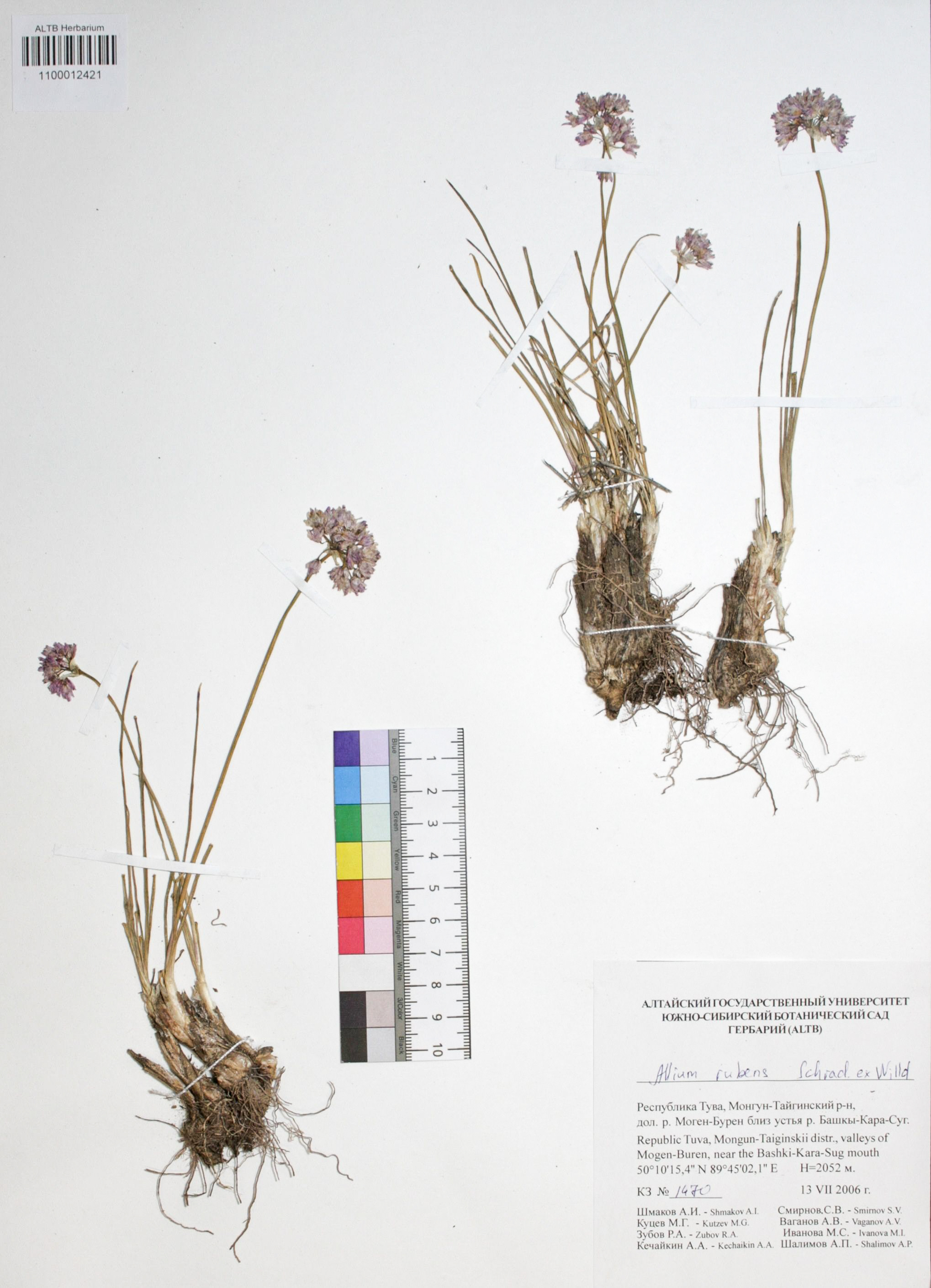 Allium rubens Schrad. ex Willd.