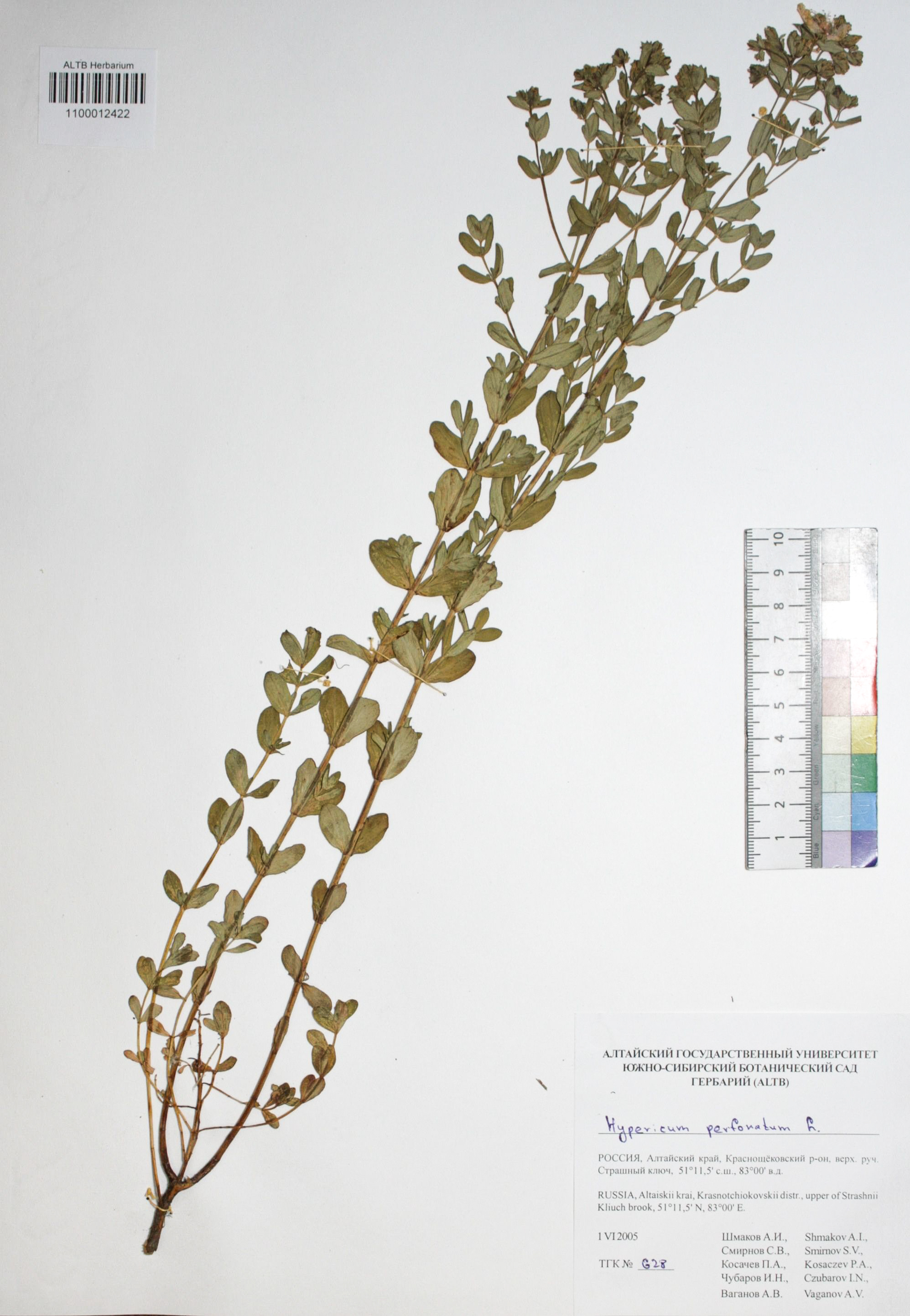 Hypericum perforatum L.