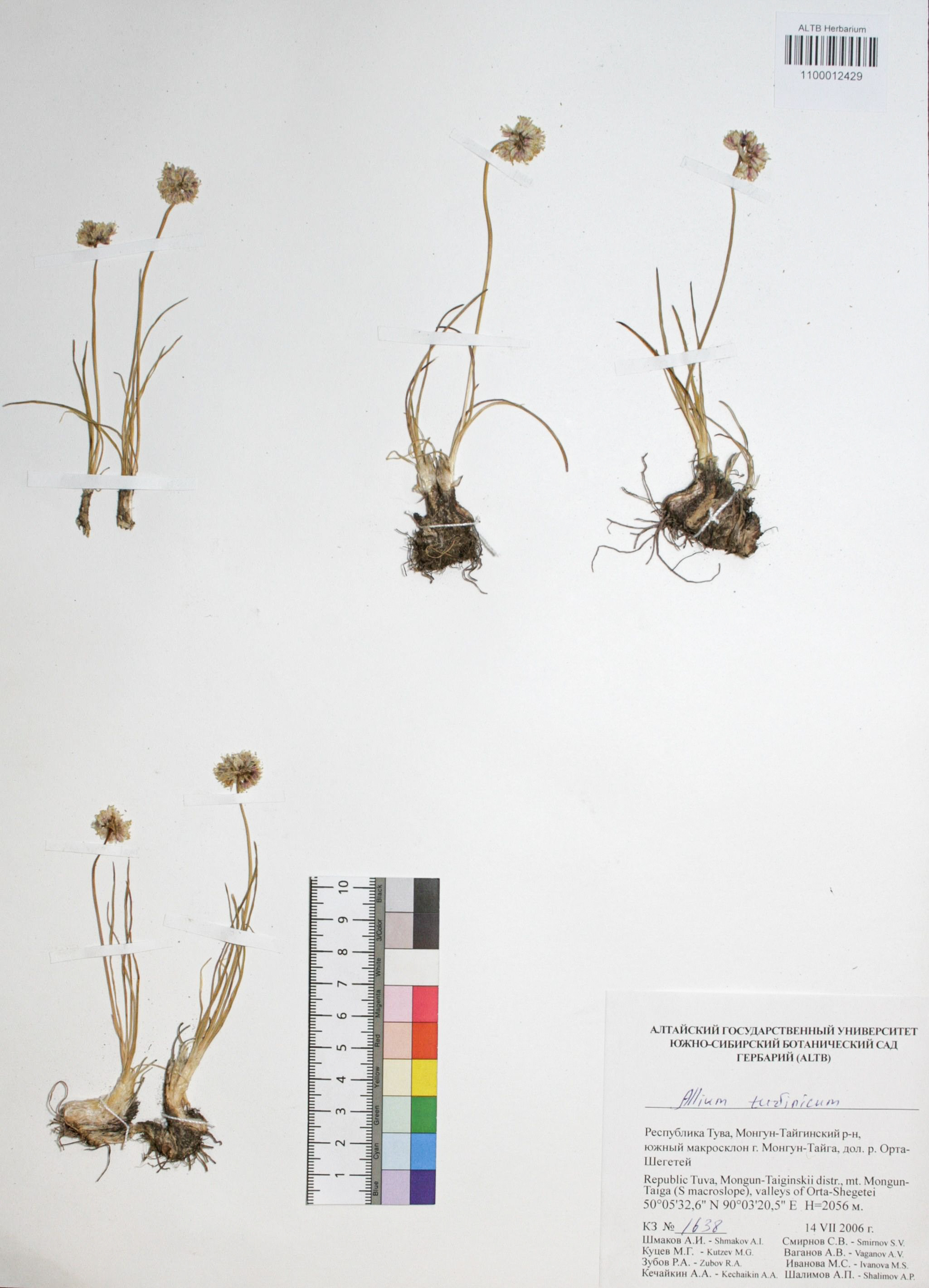 Allium tuvinicum N. Friesen