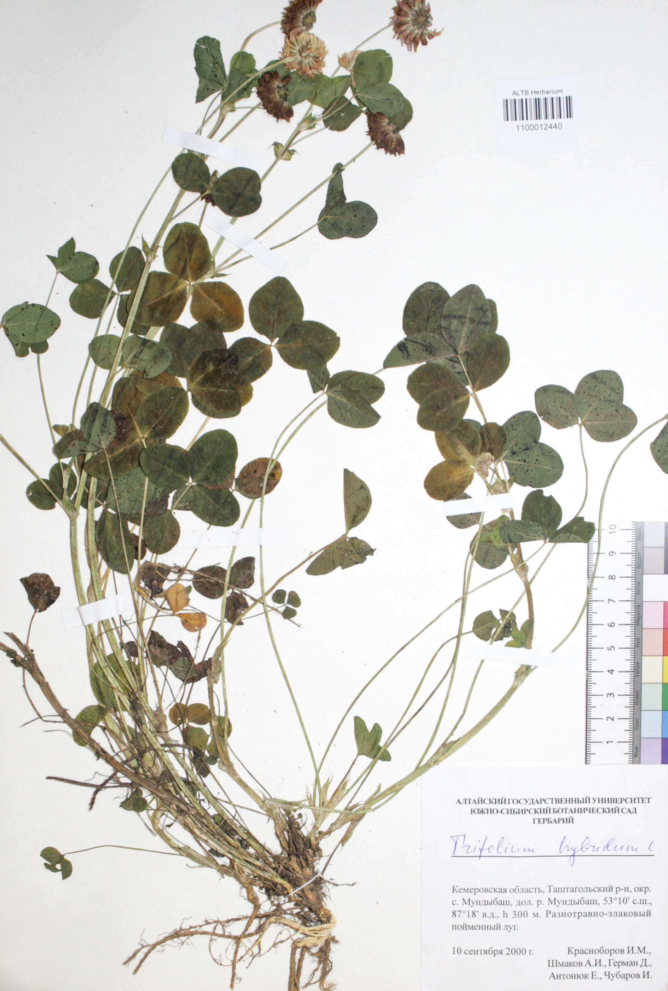 Trifolium hybridum L.