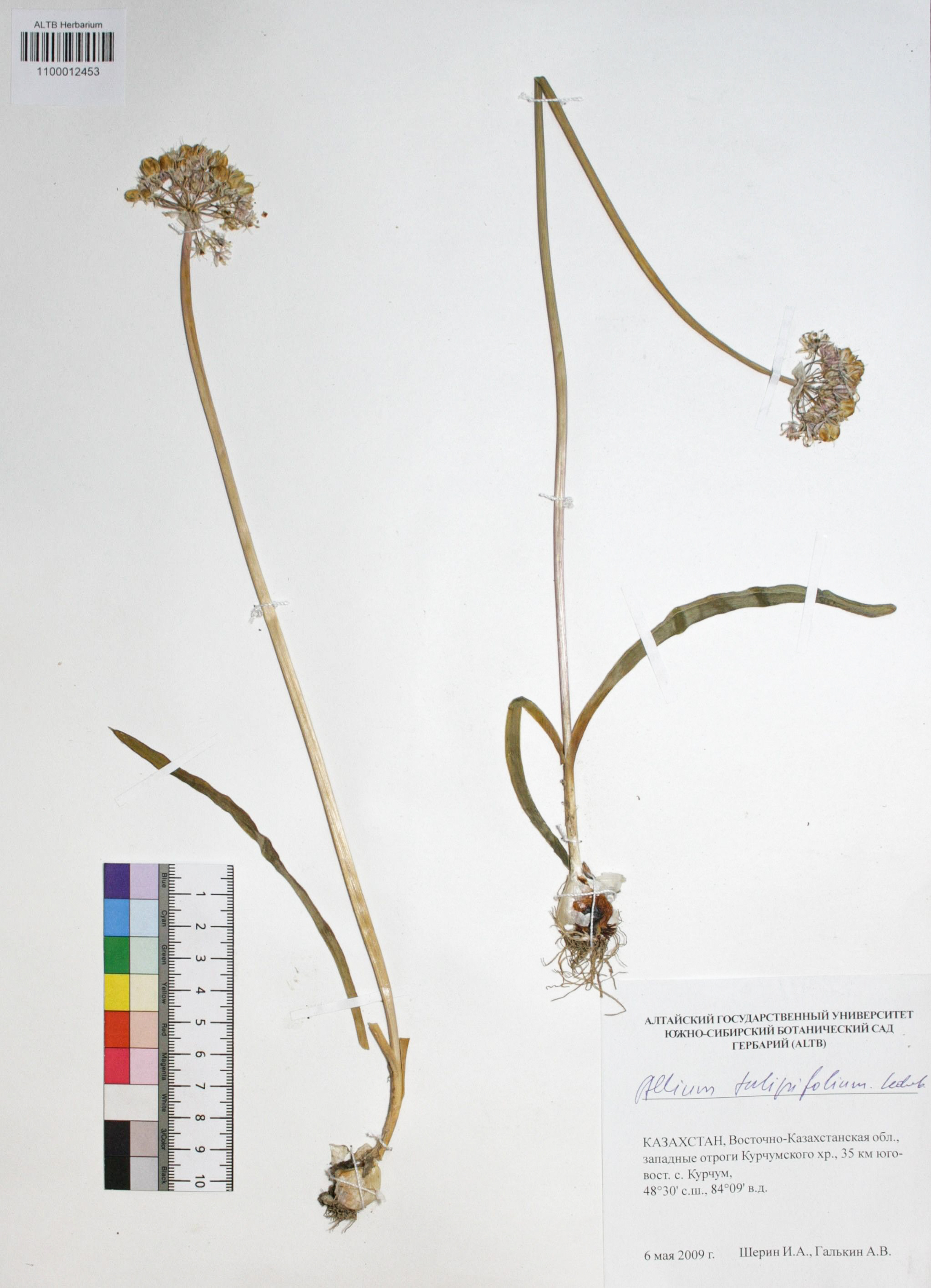 Allium tulipifolium Ledeb.