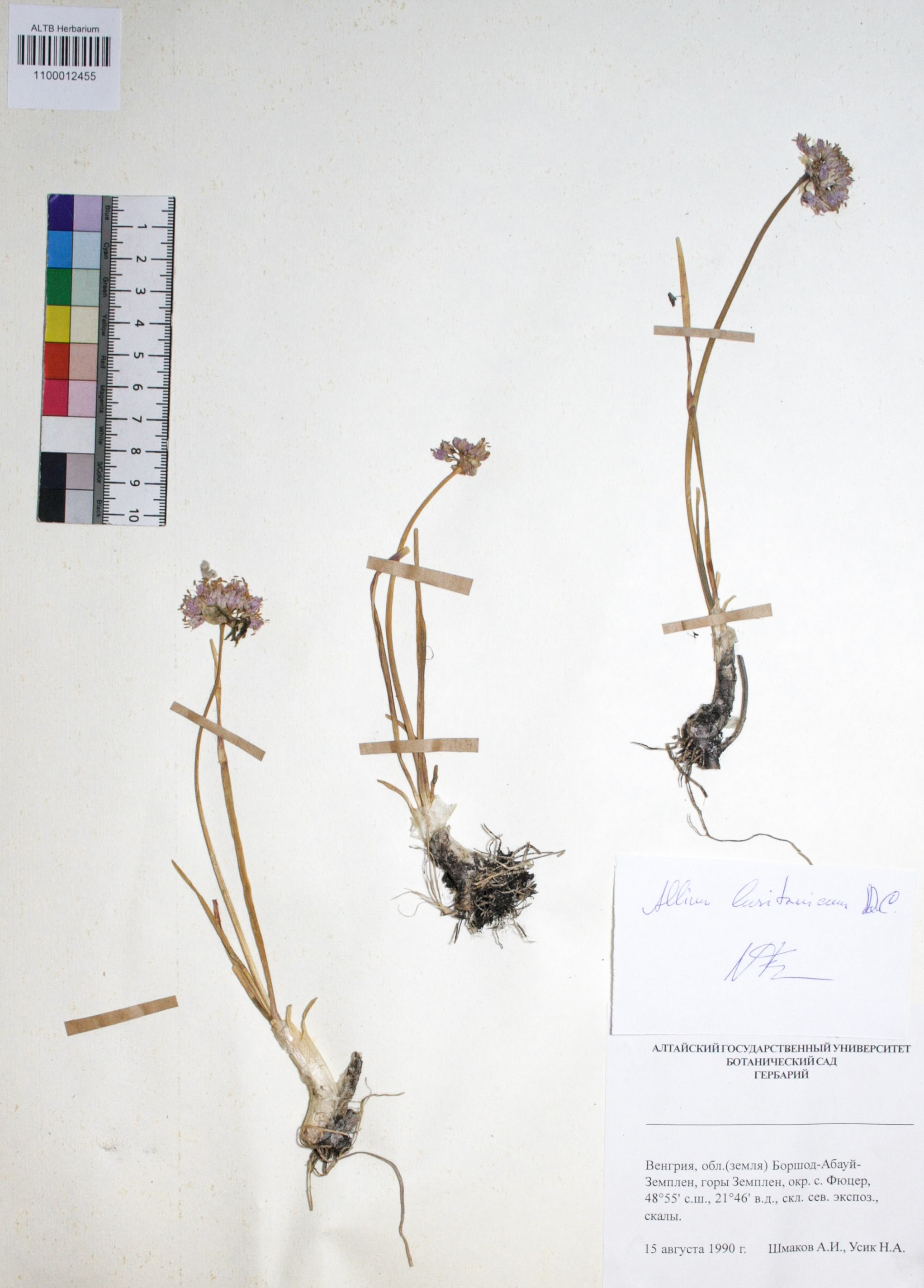 Allium lusitanicum DC.