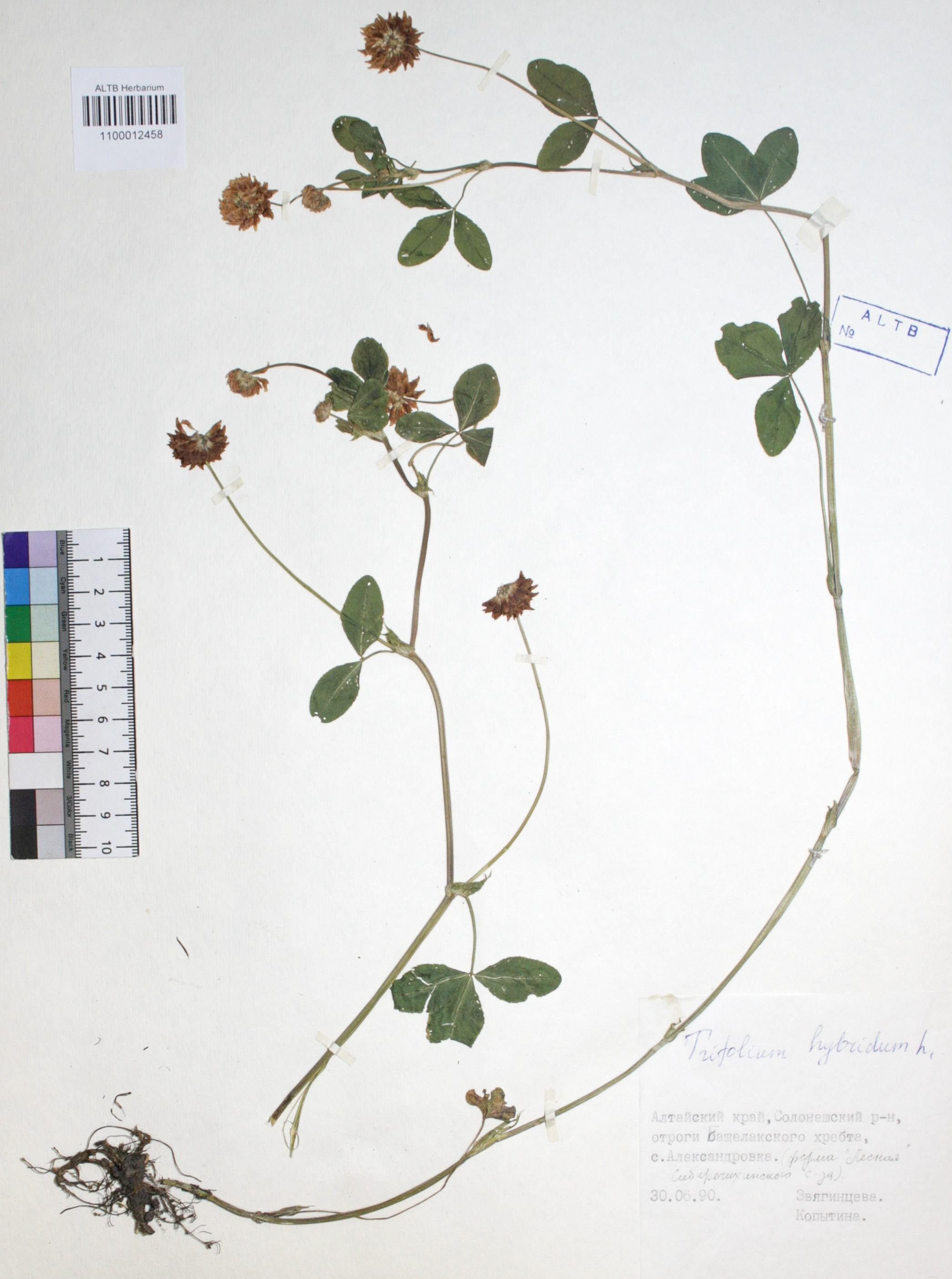 Trifolium hybridum L.