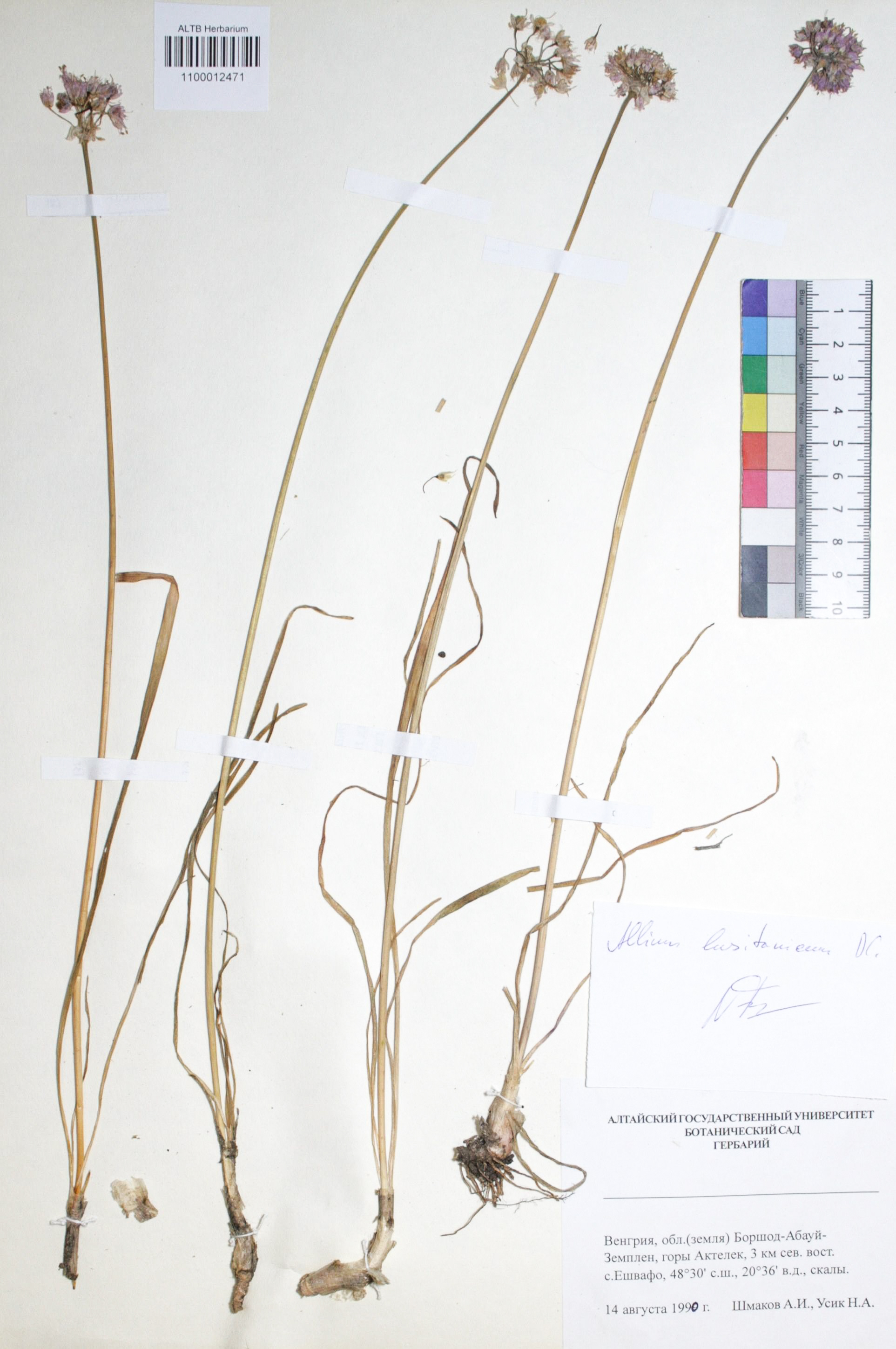 Allium lusitanicum DC.