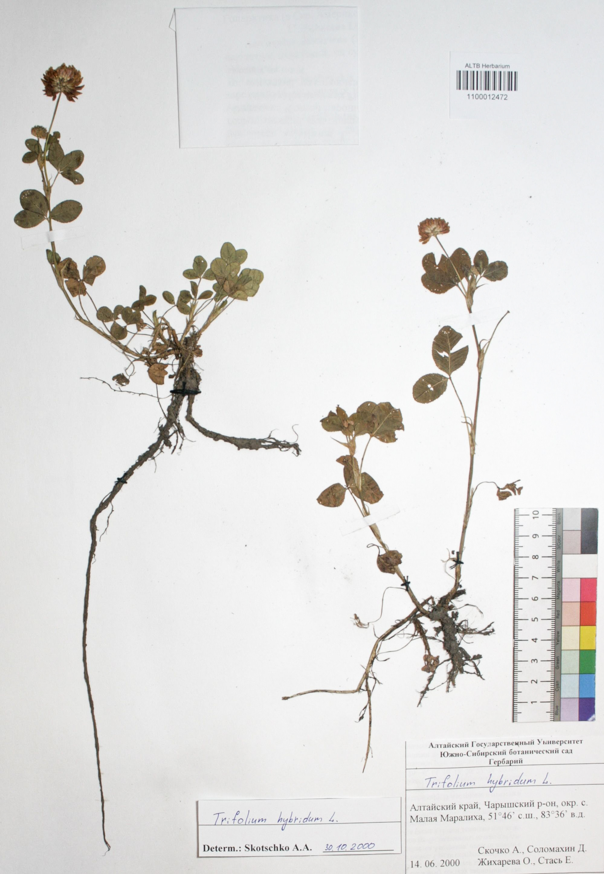 Trifolium hybridum L.