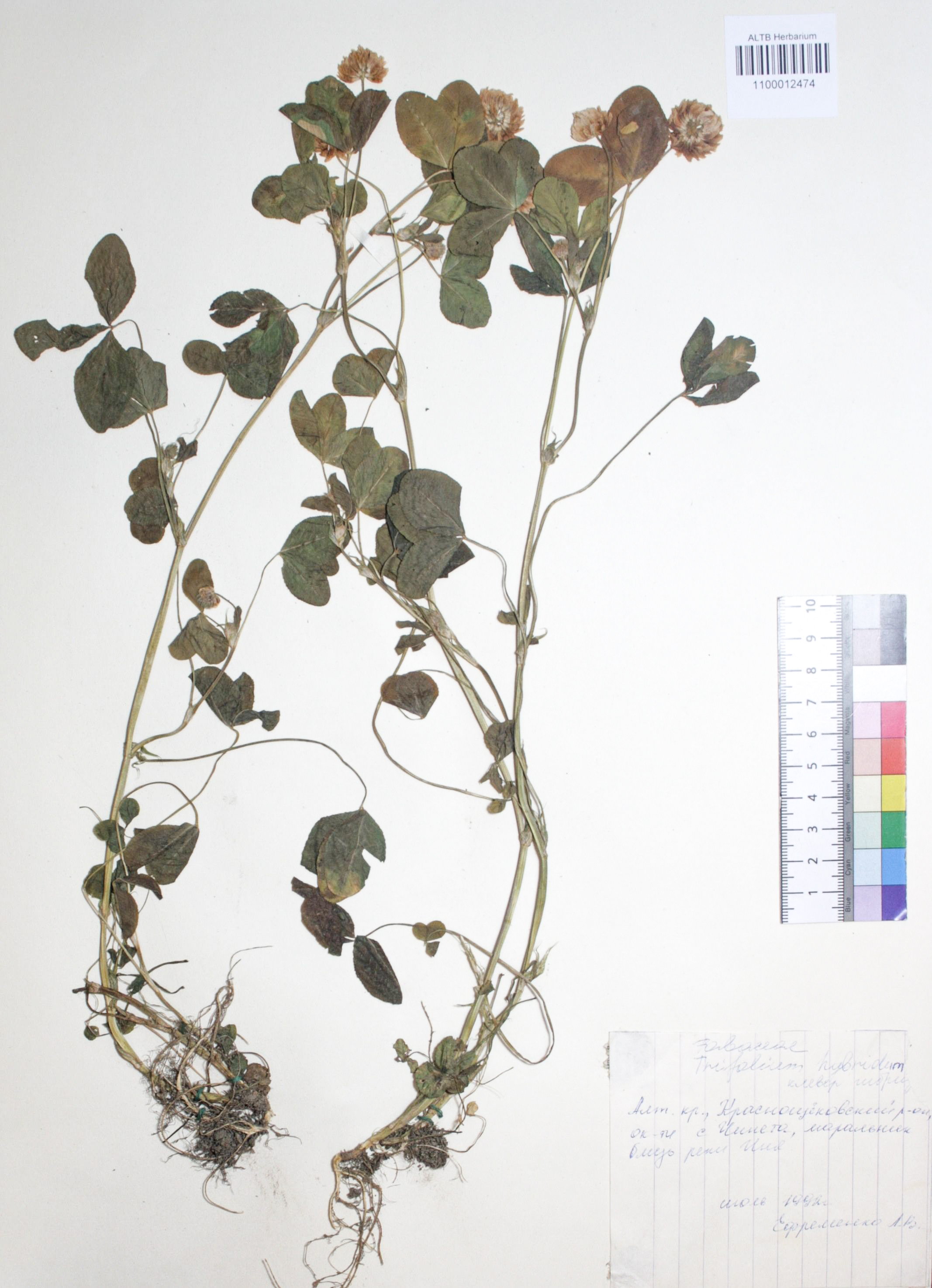 Trifolium hybridum L.