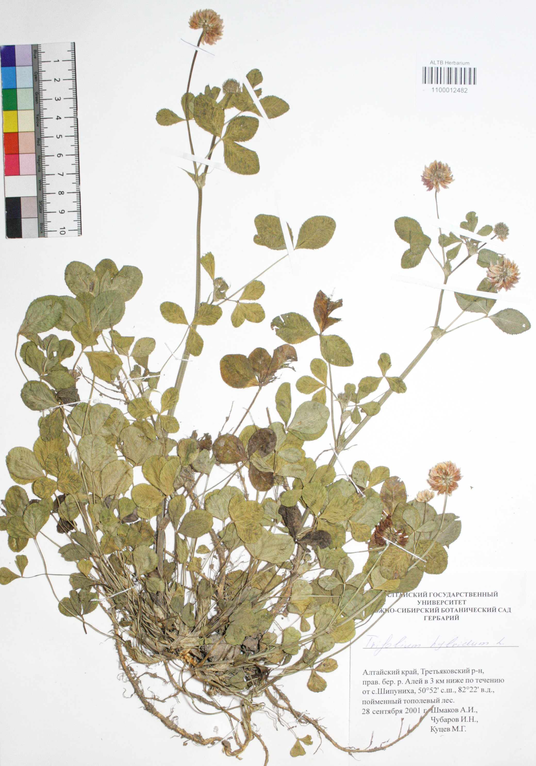 Trifolium hybridum L.